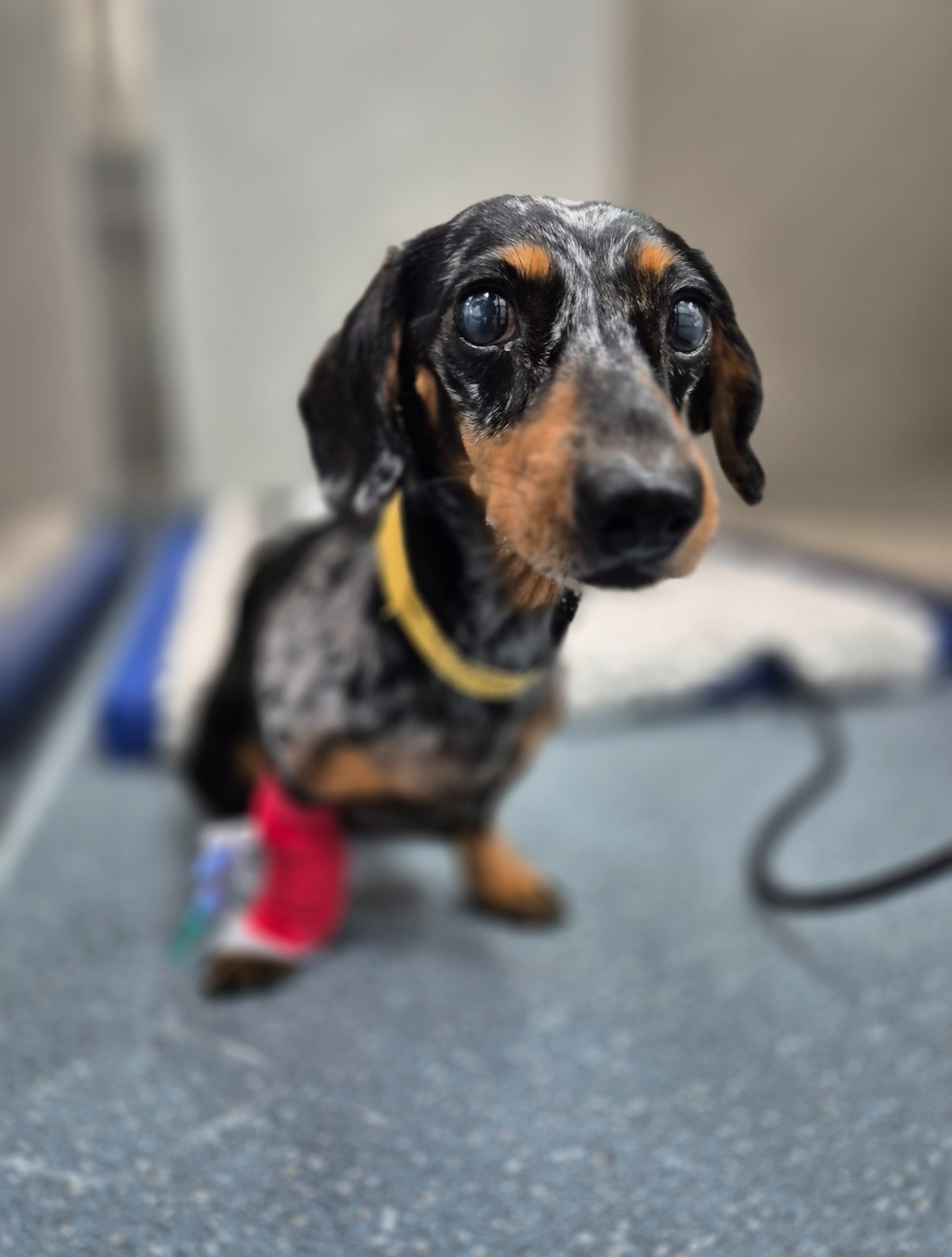 Help little Mabel with her IVDD medical costs campaign photo, 2 of 7