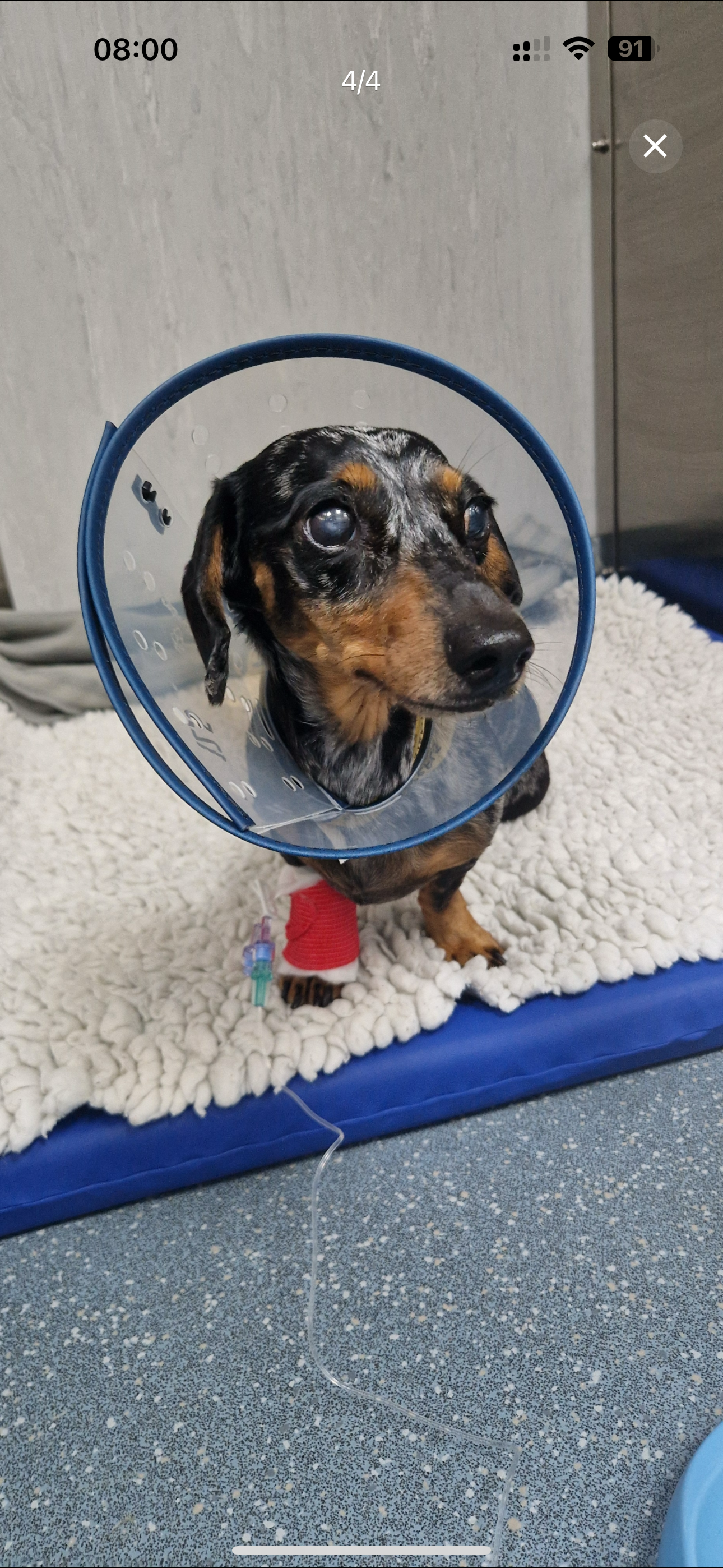 Help little Mabel with her IVDD medical costs campaign photo, 4 of 7