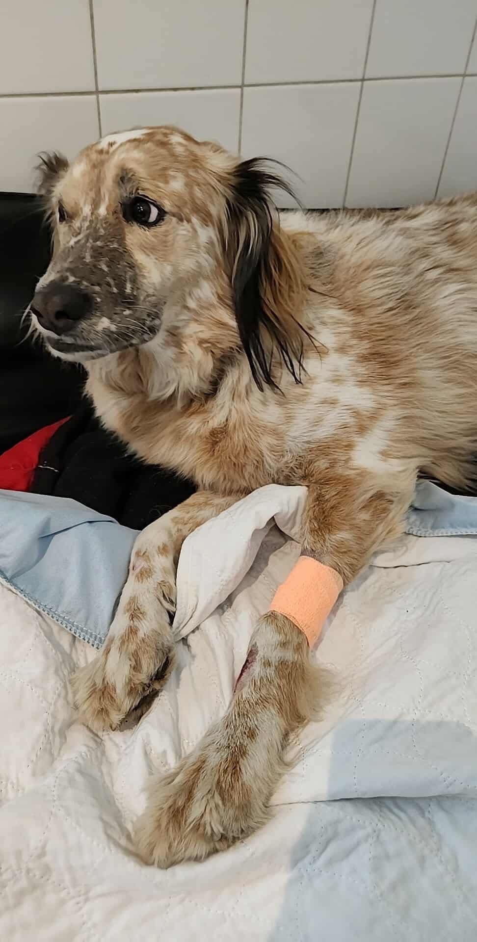 URGENT – PLEASE HELP US SAVE LOUIS campaign photo, 7 of 7