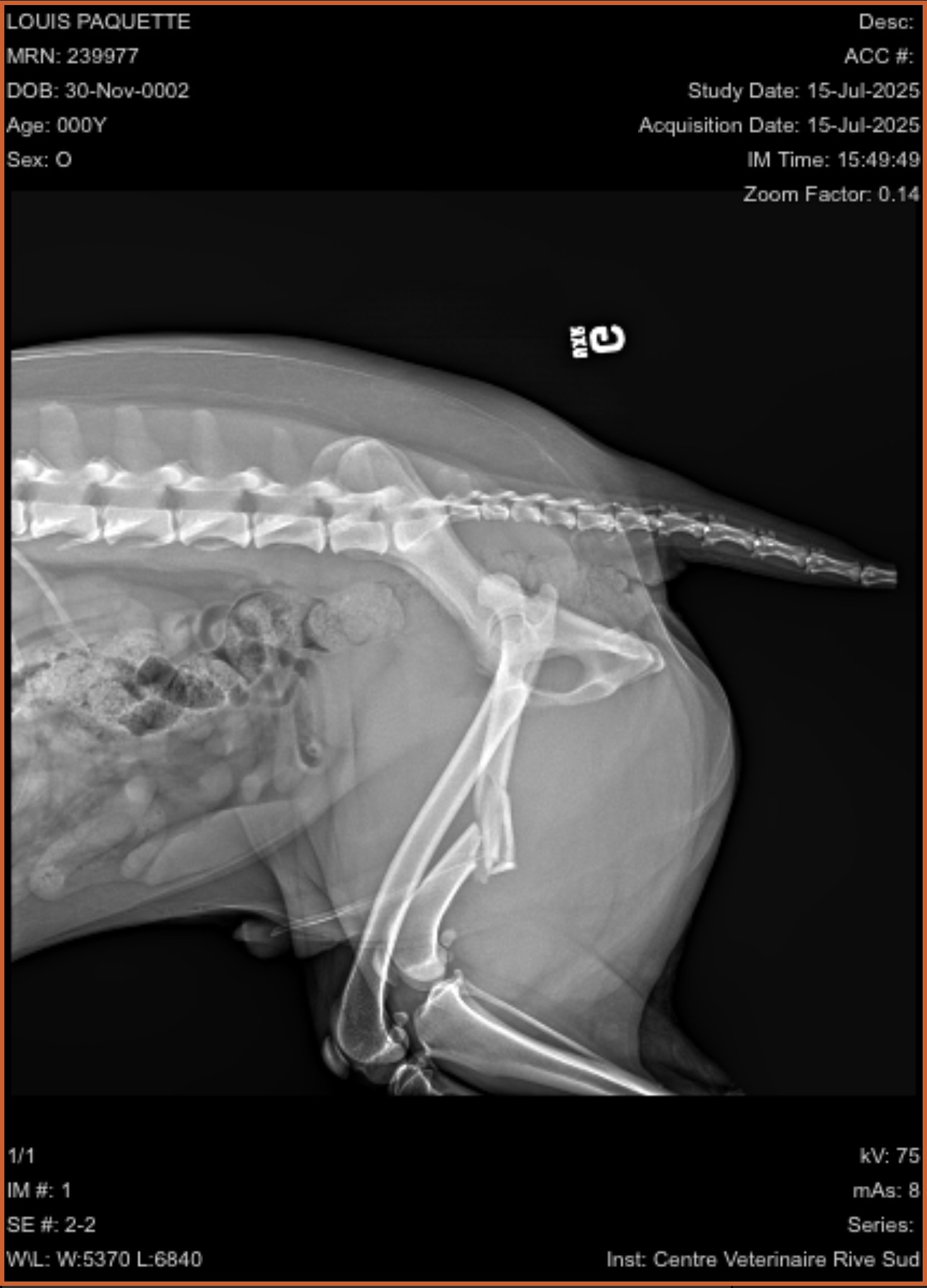 URGENT – PLEASE HELP US SAVE LOUIS campaign photo, 4 of 7