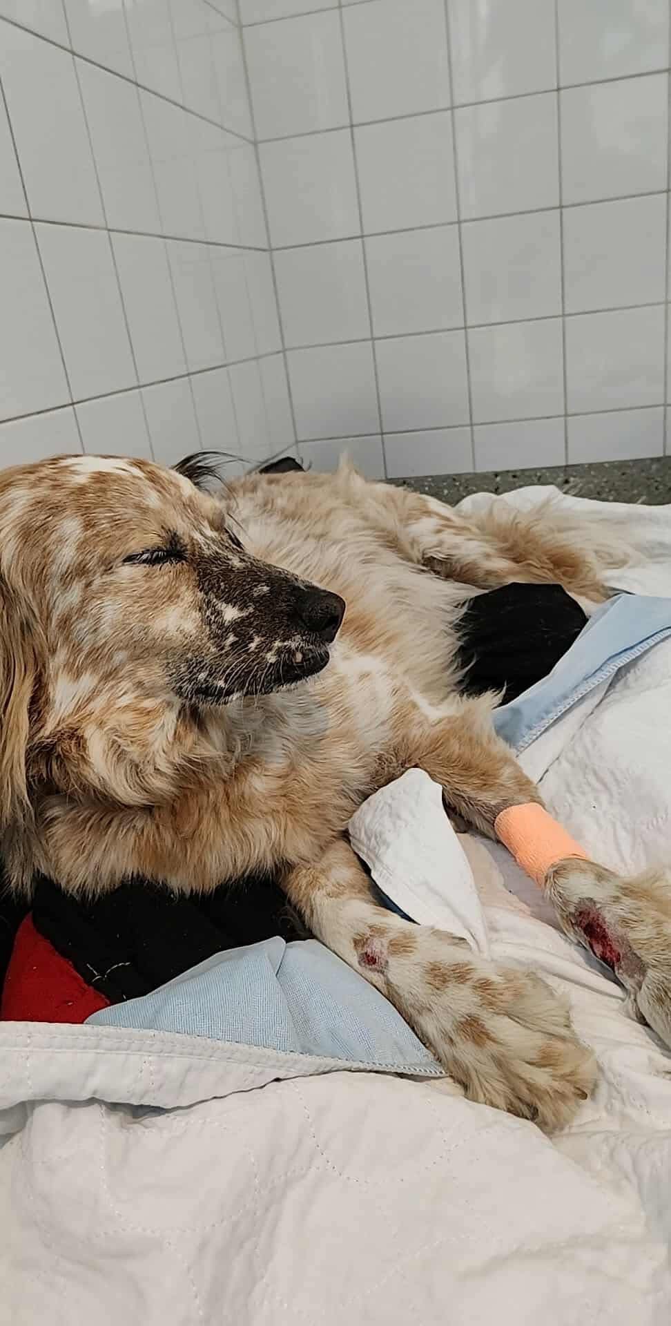 URGENT – PLEASE HELP US SAVE LOUIS campaign photo, 6 of 7