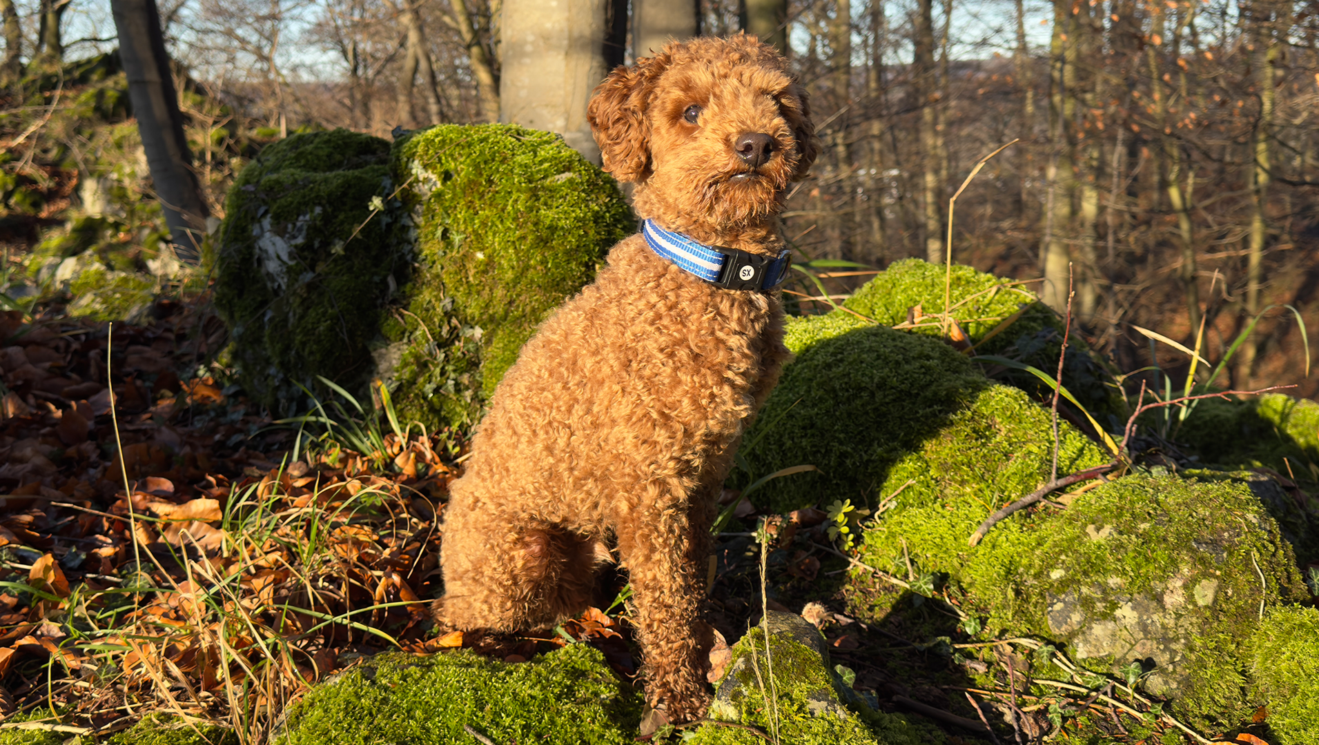 Floki - Unser kleiner Kämpfer braucht eine Operation photo