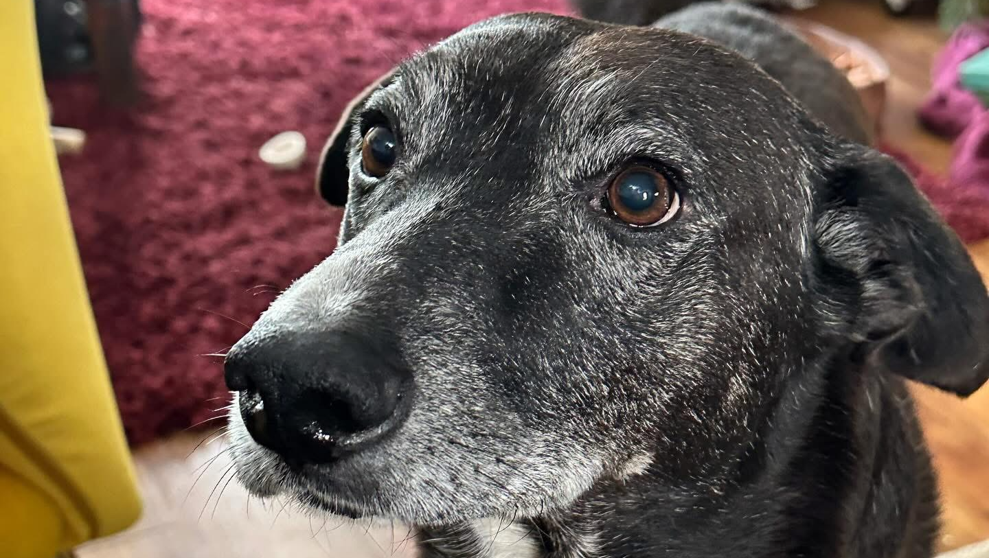 Help Hampton Get Back on His Tri-Paws! photo
