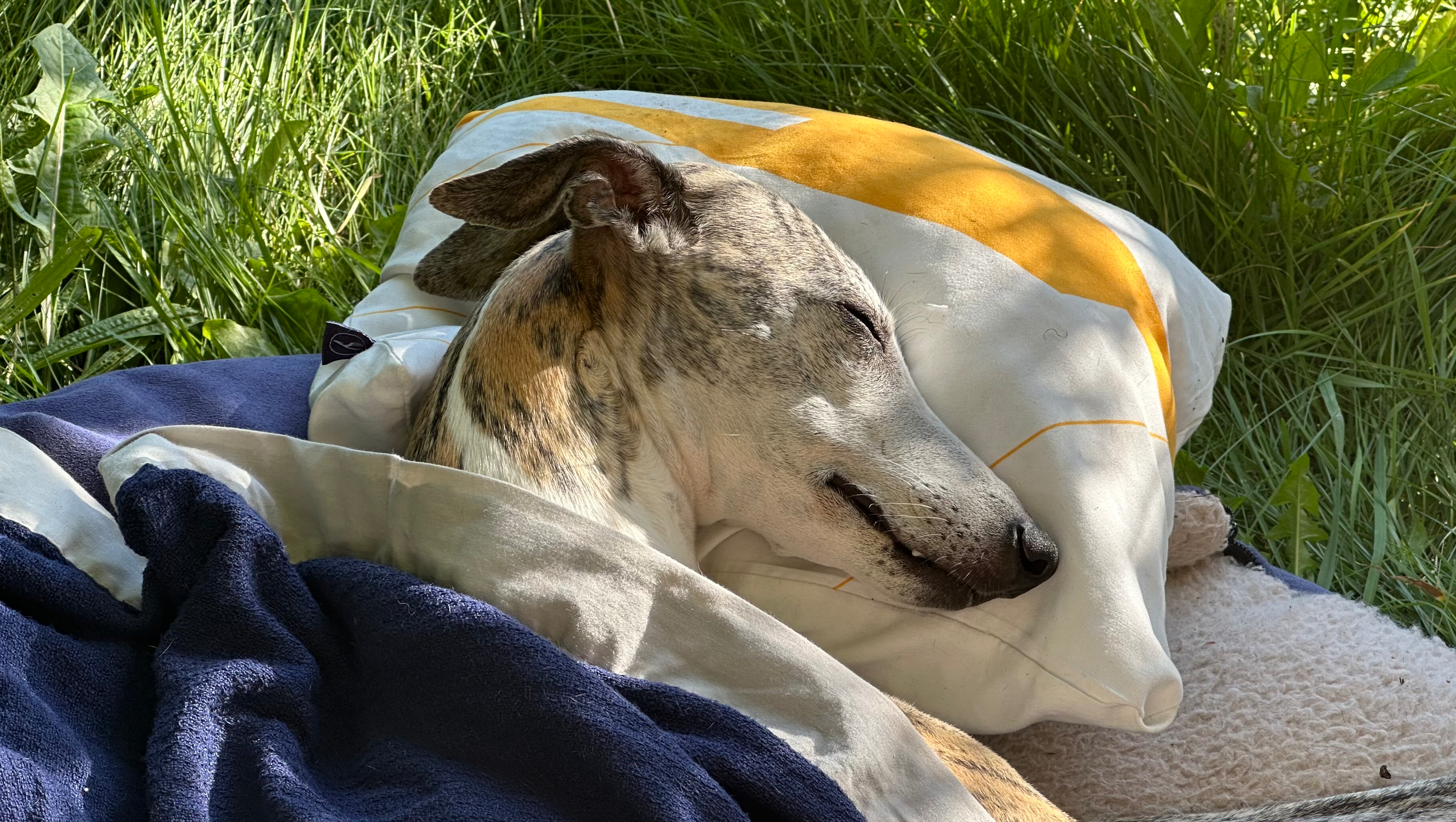 Life-Saving Surgery for Skyler photo