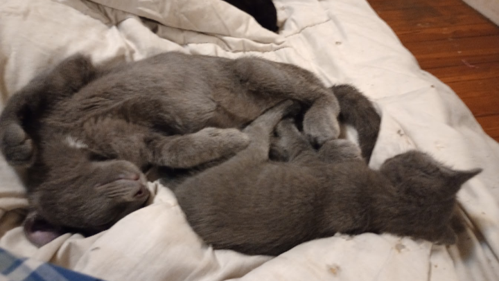 Help Us Save Abandoned Cats Today photo