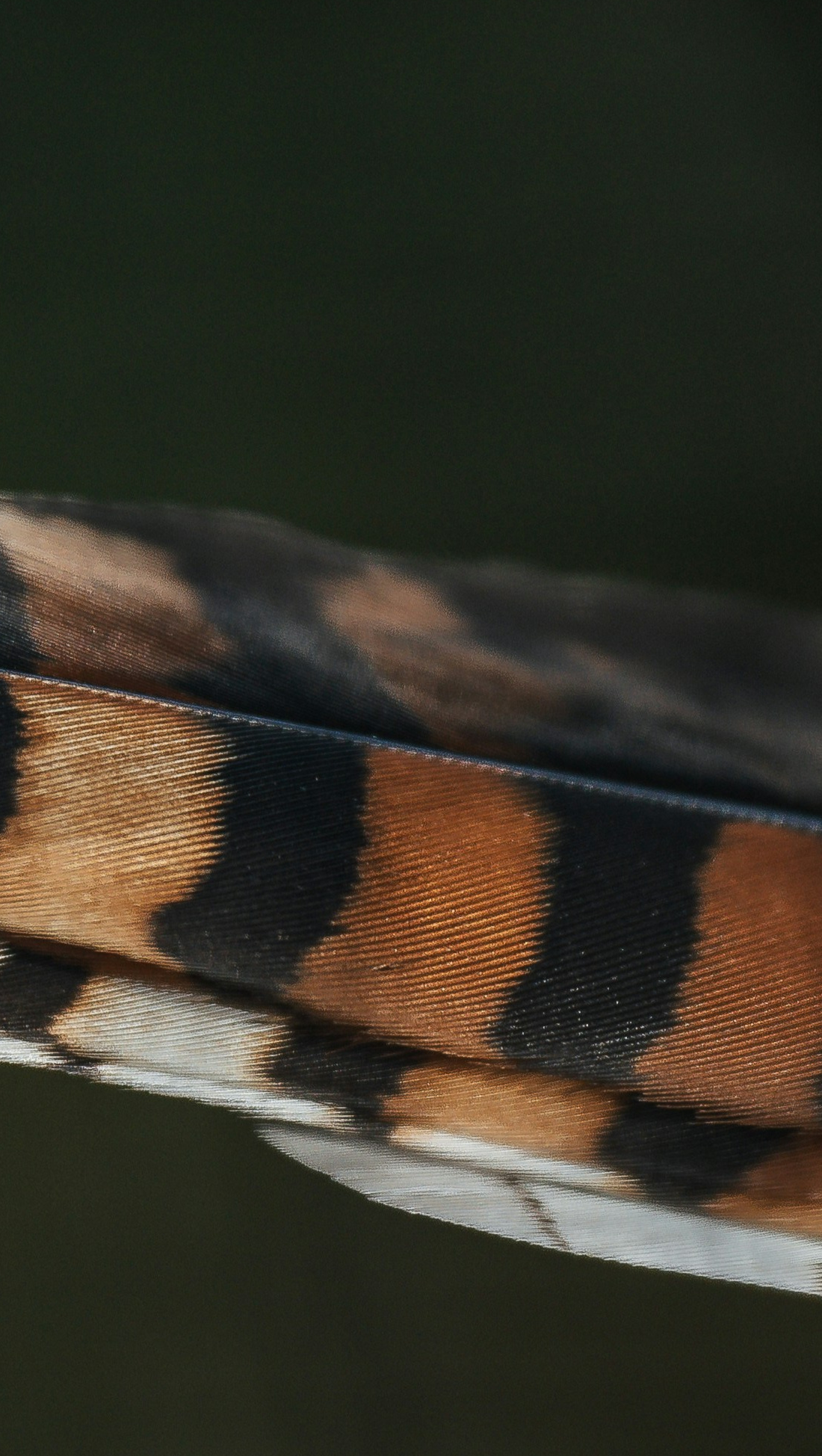 Support the Scissortail Creative Writing Festival! photo