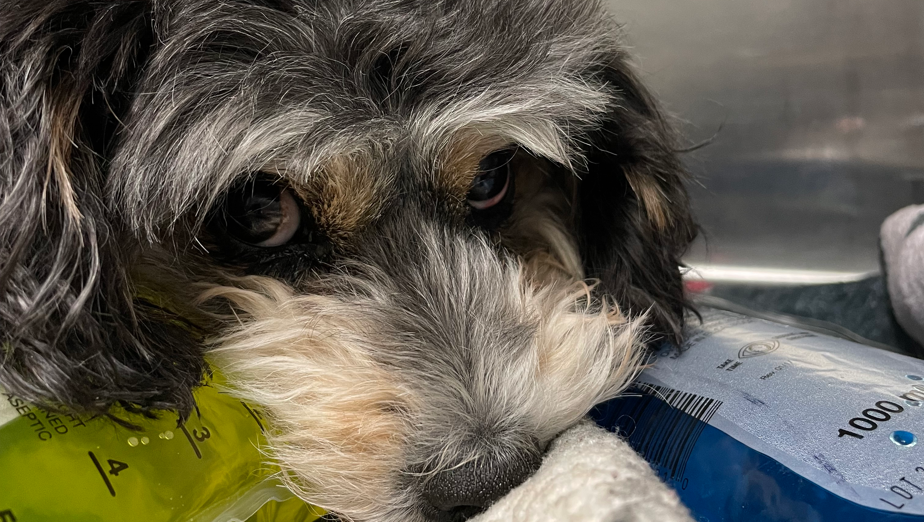 LUCIE-Critical Care Medical Bills. Brutal attack by huge dog pinned link photo