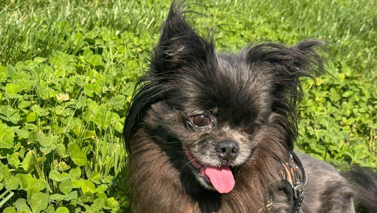 Help Minnie Walk Again photo