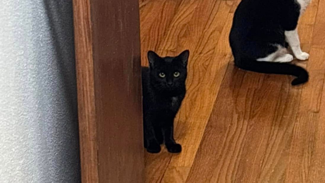 Help Kelly and Matt Save Growler's Life photo