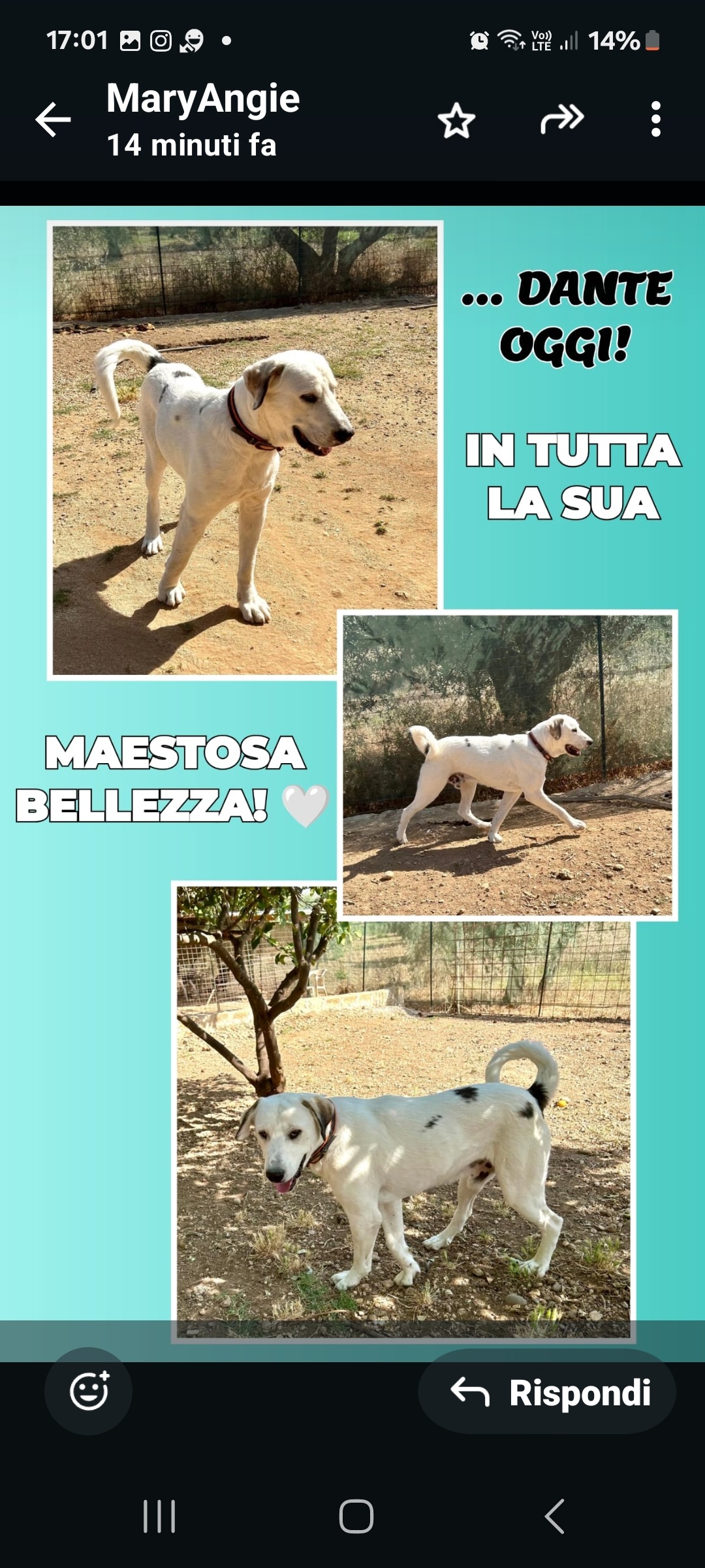 SOSTIENI#donaunazolla# abbiamo bisogno d'aiuto campaign photo, 7 of 8