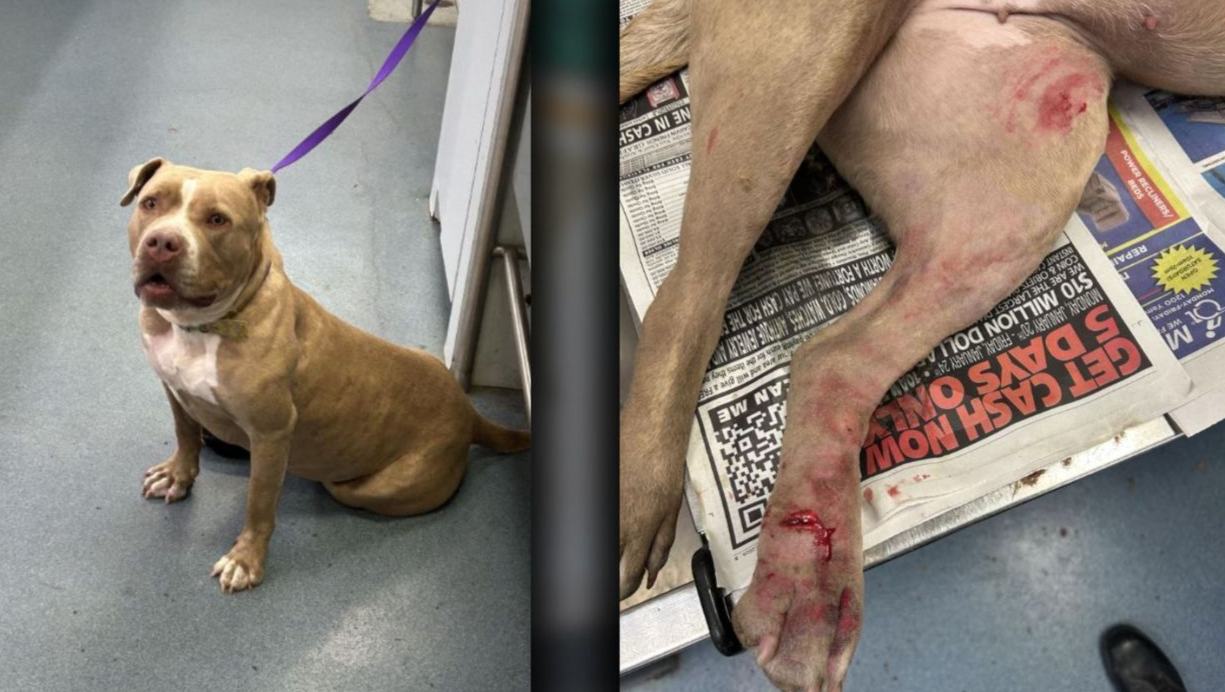 Gypsy's Road to Recovery: Your Help Needed photo