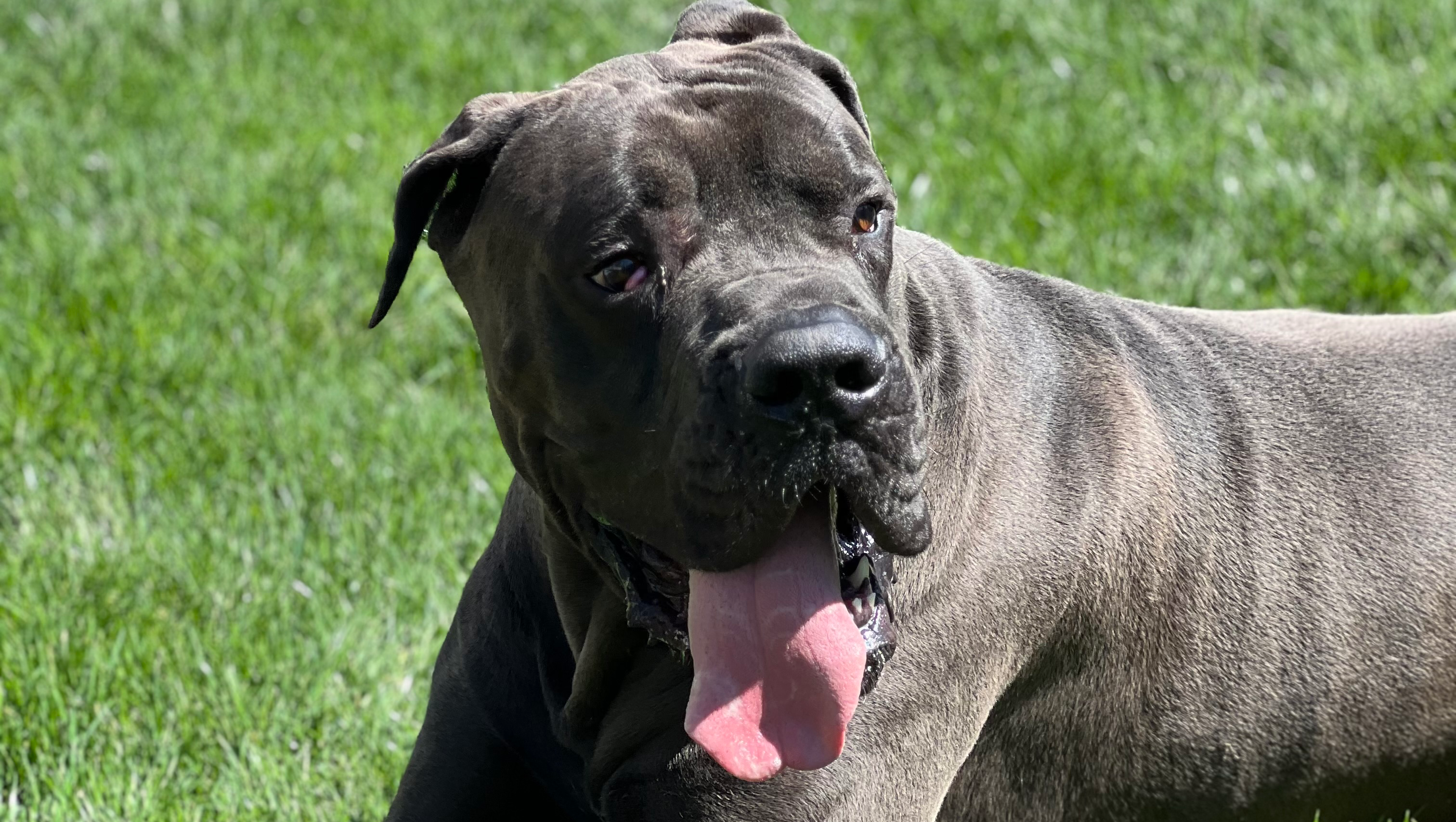 Fundraiser by Jj Forlenza : Revive Our Cherished Dog Daycare Community