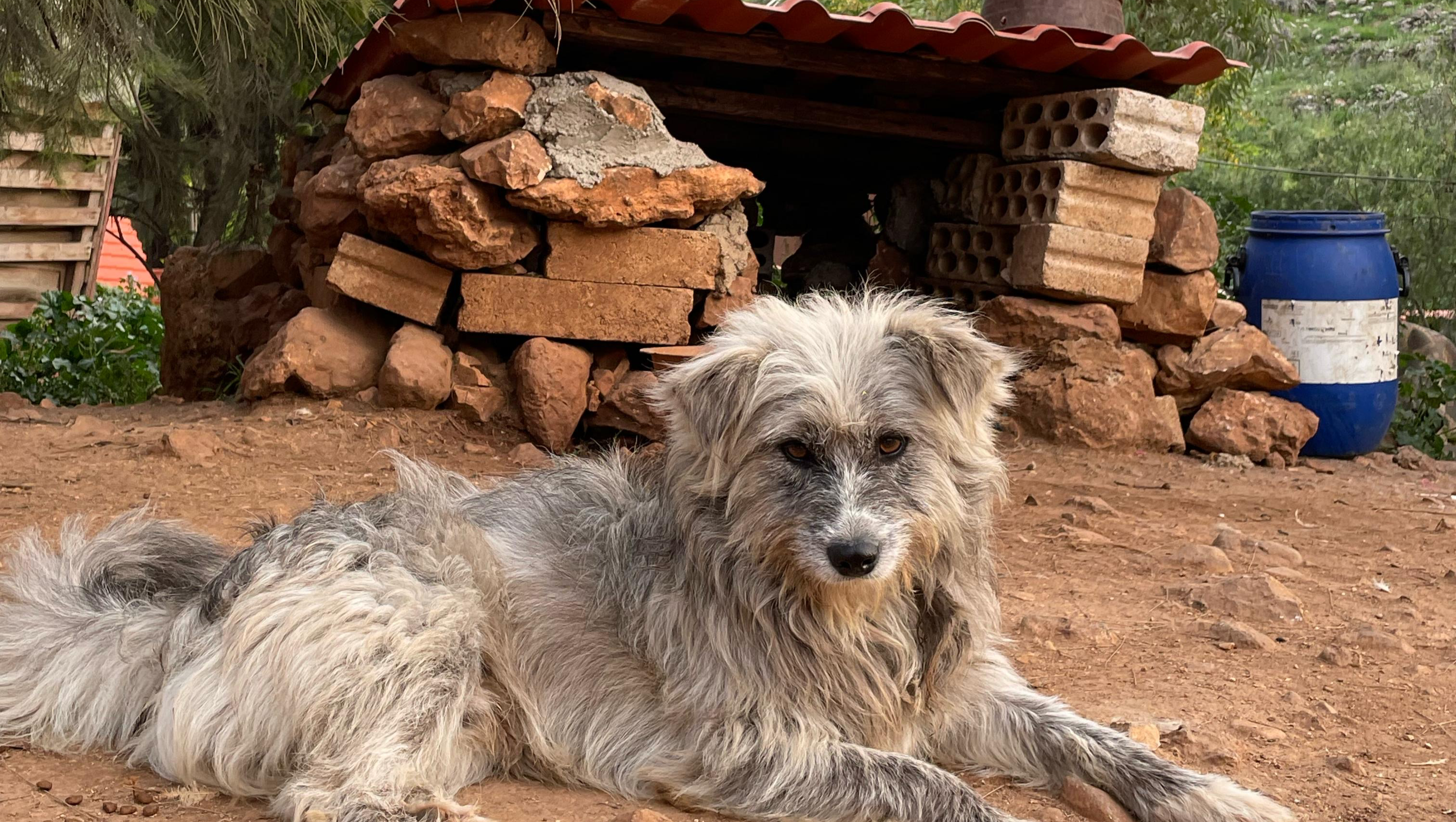 Help Houssein Care for Lebanon’s Dogs photo