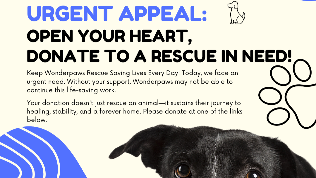 URGENT: Keep Wonderpaws Alive - Help Us Save Lives Every Day photo