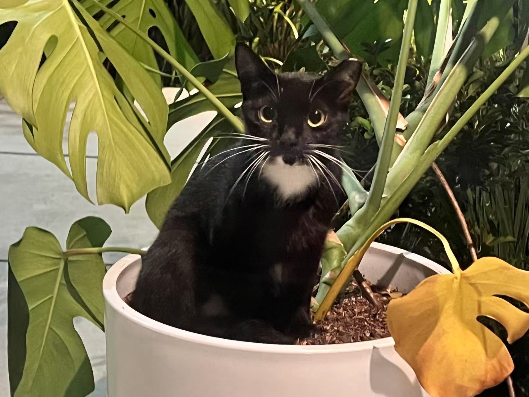 Tortoiseshell Sisters Adopted—Help Little White-Dot Mama  campaign photo, 2 of 6