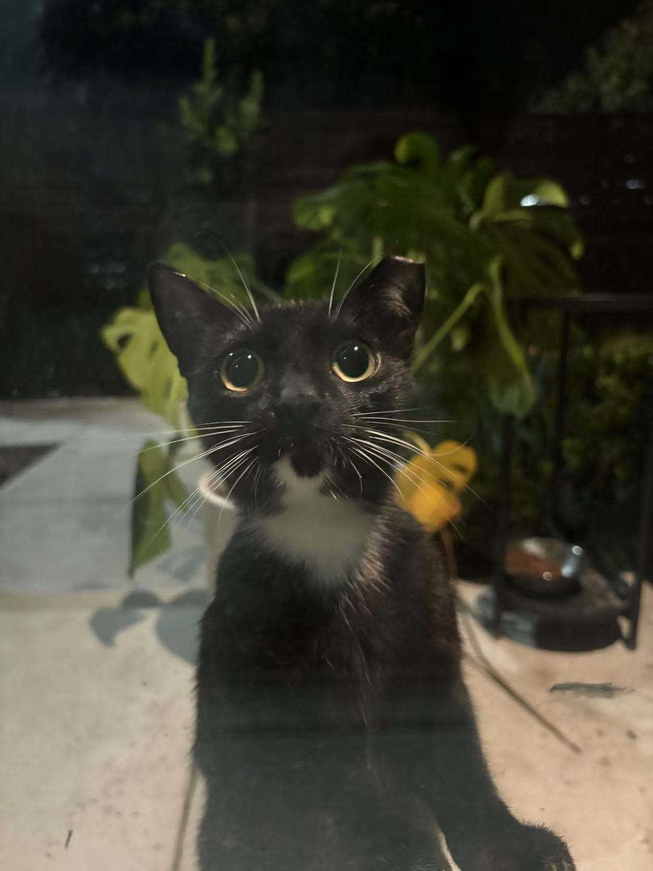 Tortoiseshell Sisters Adopted—Help Little White-Dot Mama  campaign photo, 4 of 6