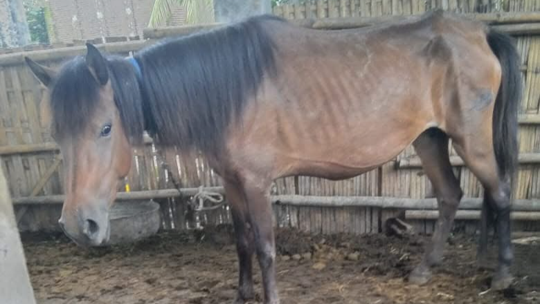 Support Horses of Gili's: Rescue and Rehab photo