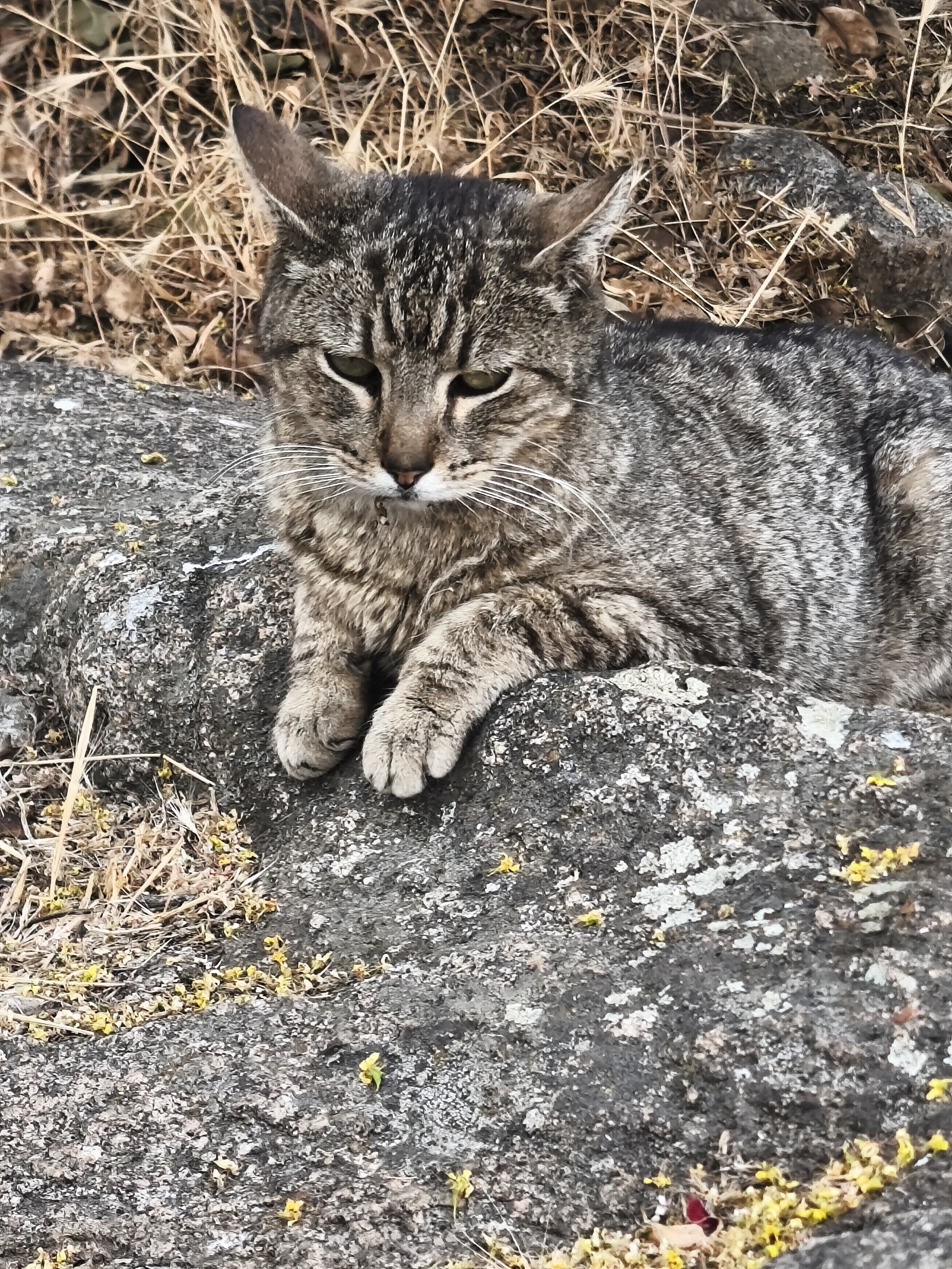 Please help me save Simbito campaign photo, 6 of 9