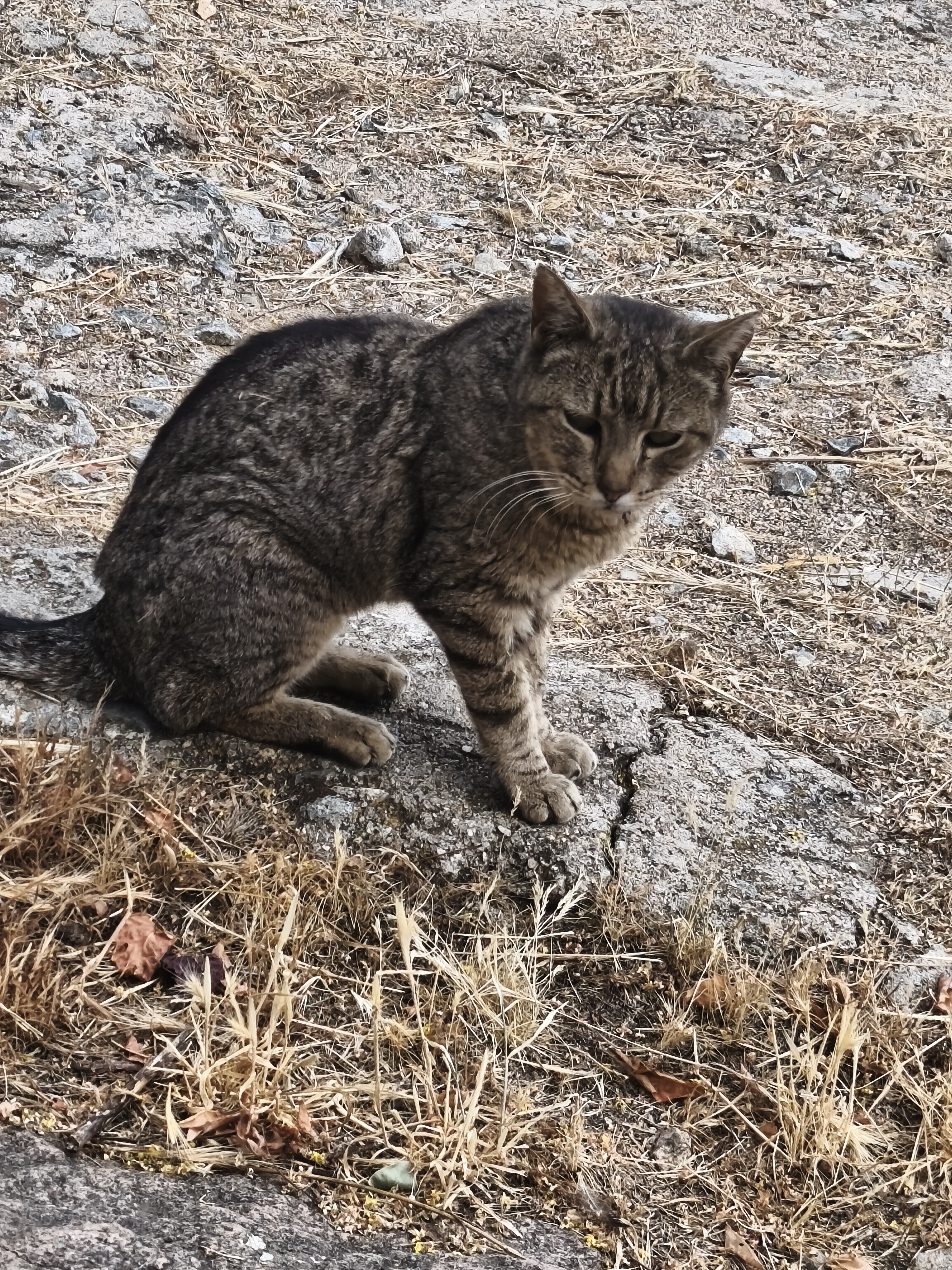 Please help me save Simbito campaign photo, 7 of 9
