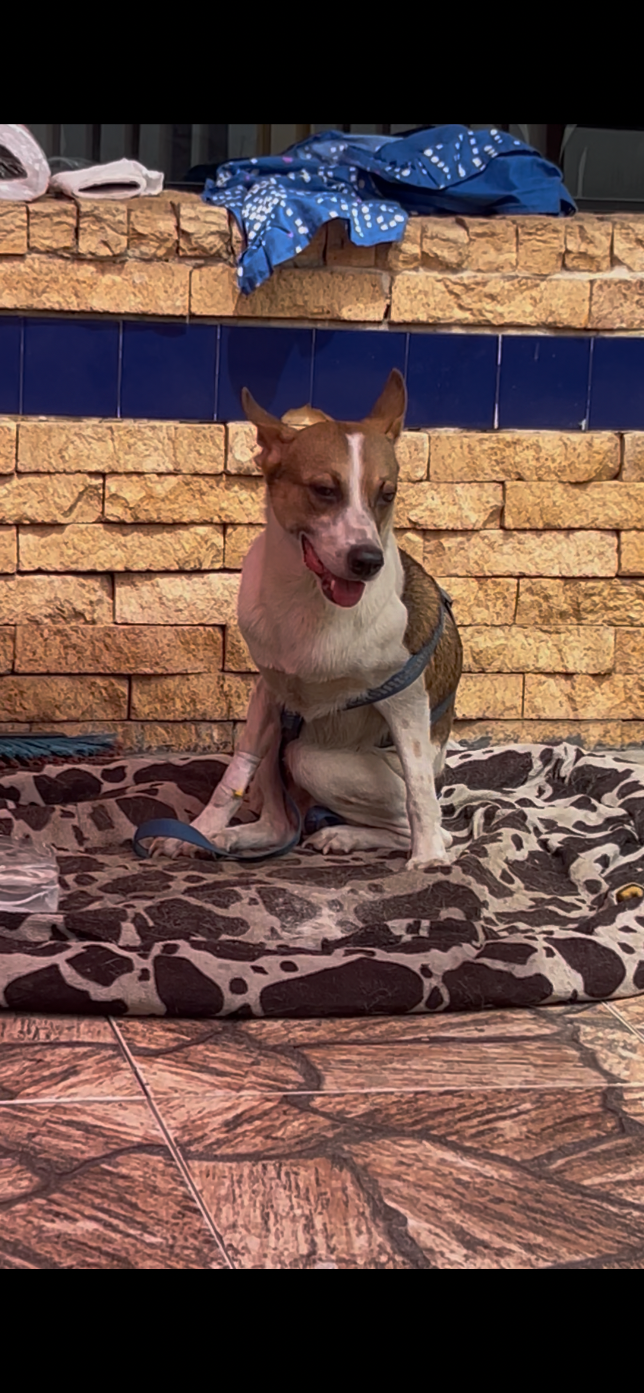 Earthquake Relief: Fix Our Shelter to Save La Guaira Dogs⁠ campaign photo, 7 of 8