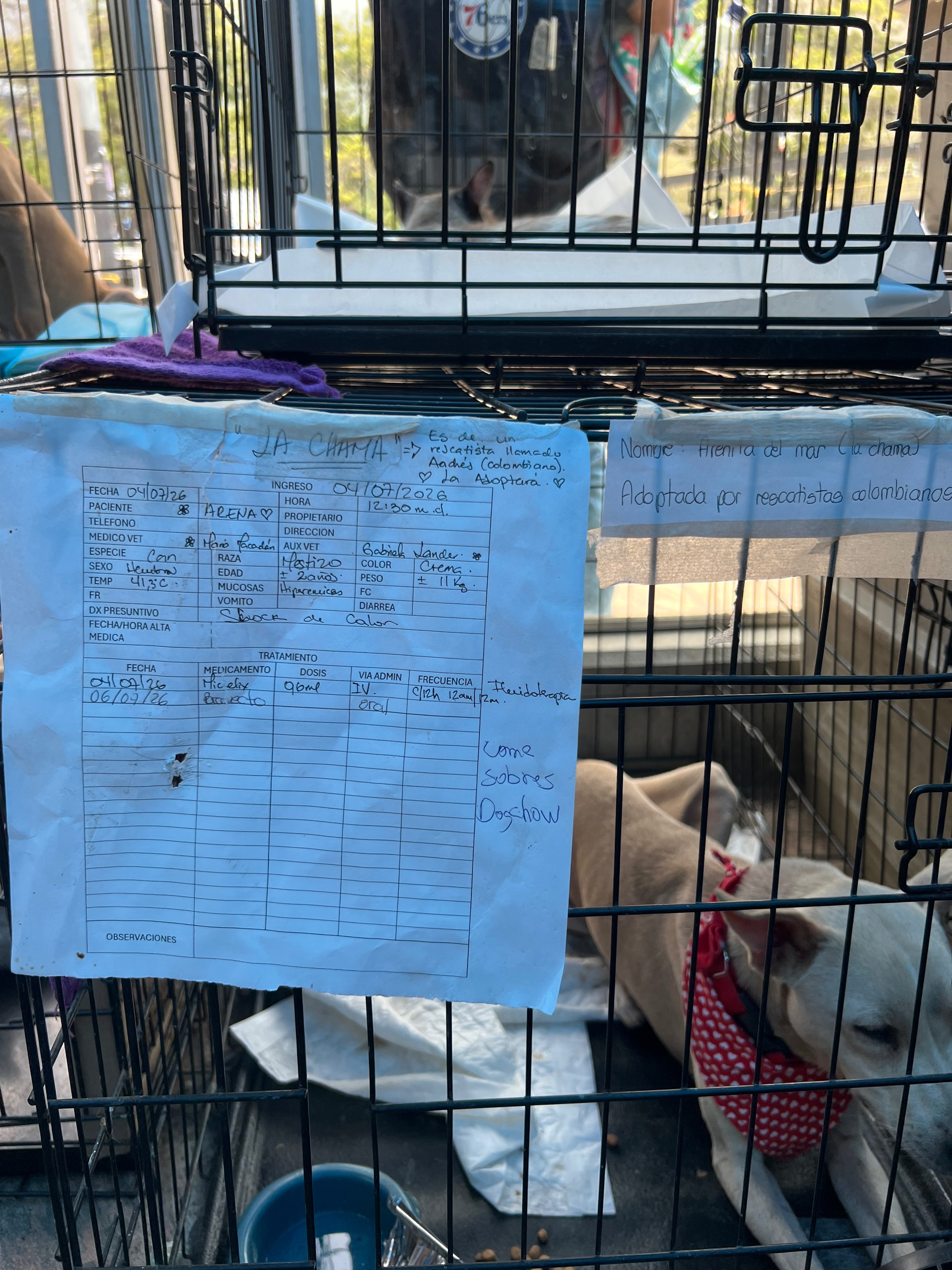 Earthquake Relief: Fix Our Shelter to Save La Guaira Dogs⁠ campaign photo, 5 of 8