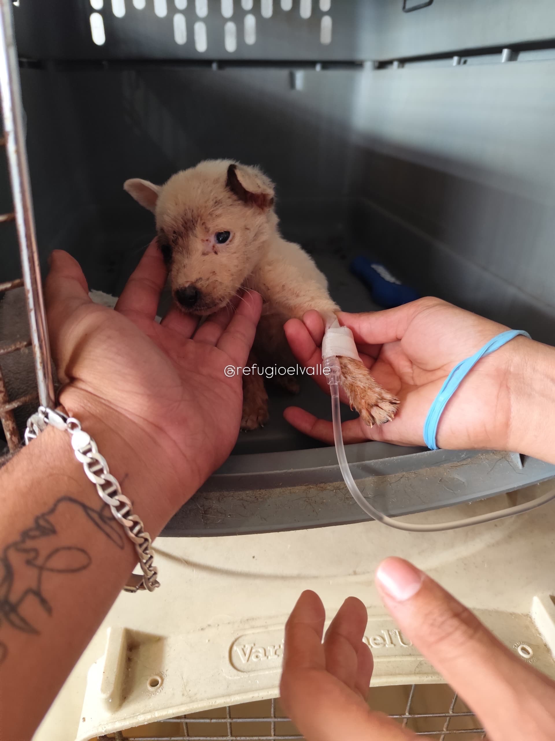 Earthquake Relief: Fix Our Shelter to Save La Guaira Dogs⁠ campaign photo, 6 of 8