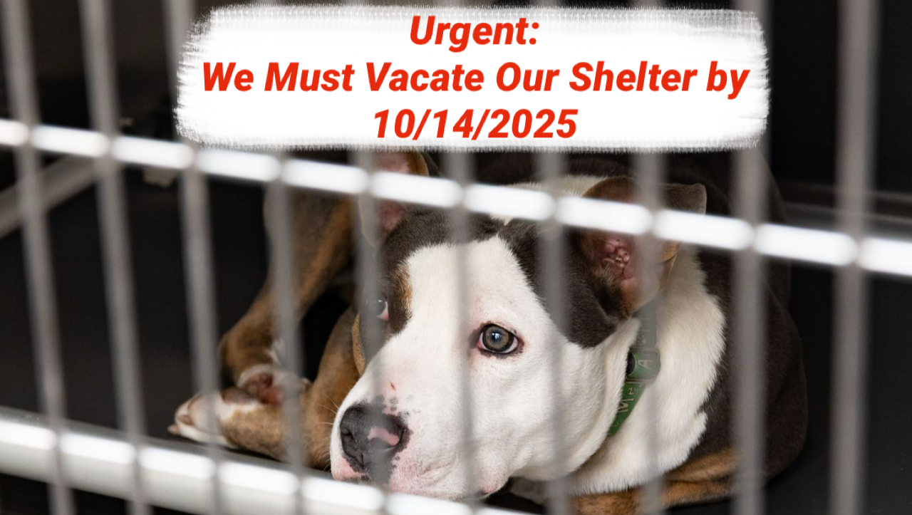 Our Shelter Is Closing, But You Can Help Keep It Alive! photo