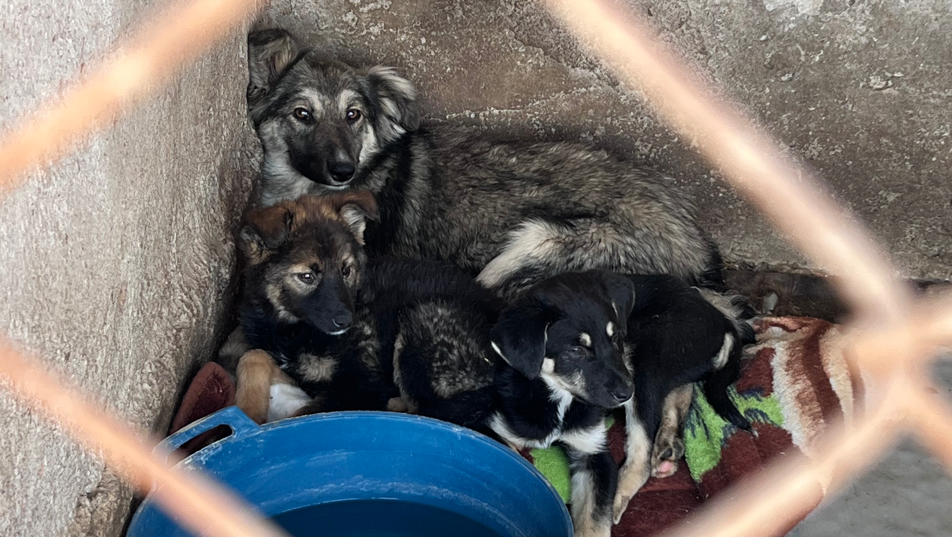 Tashkent Dog Shelter Fundraiser photo