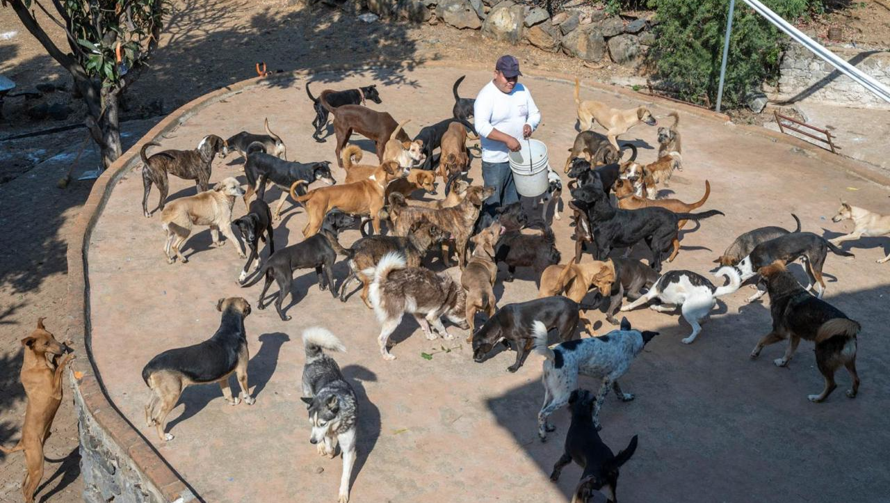 Ayúdanos a salvar a 60 perros en 60 días photo
