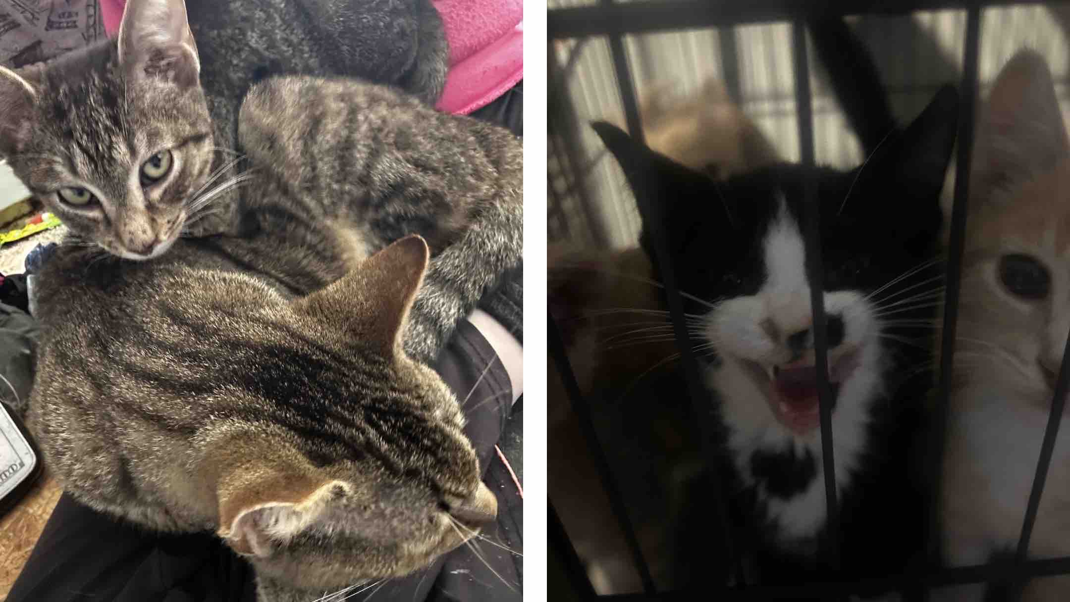 Help save the backyard babies rescue photo