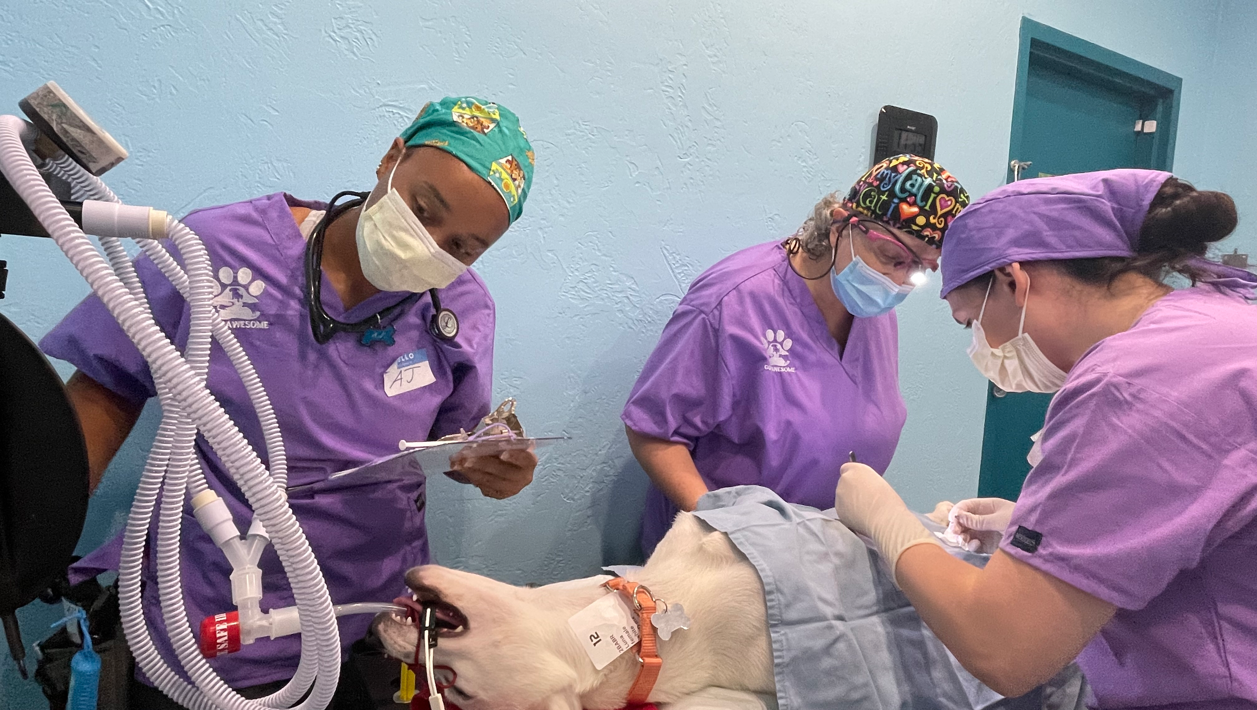 Help Open Spayversity: A Clinic for Puerto Rico's Animals photo