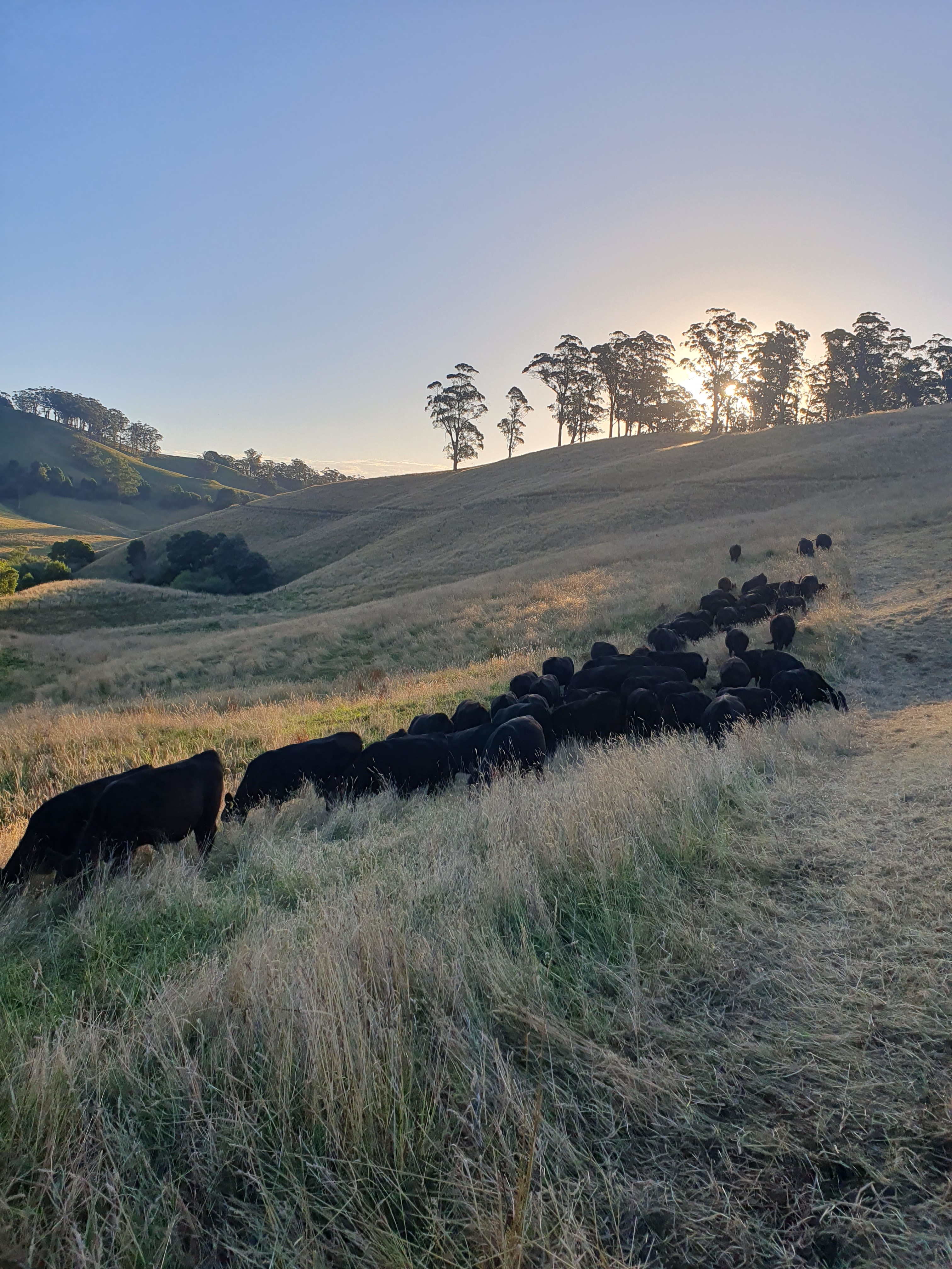Help secure our Regenerative farm's future campaign photo, 2 of 4