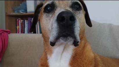 Help Pippa Breathe. She urgently needs a Laryngeal TieBack photo