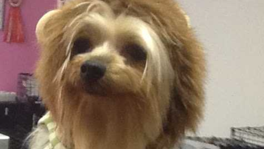 Help Pica's Family Rebuild After Fire photo