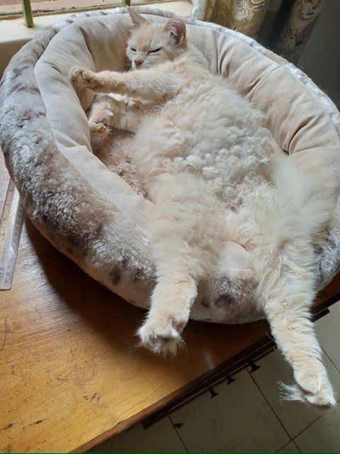 Help Doris pay Pinochio’s vet bills! campaign photo, 4 of 6