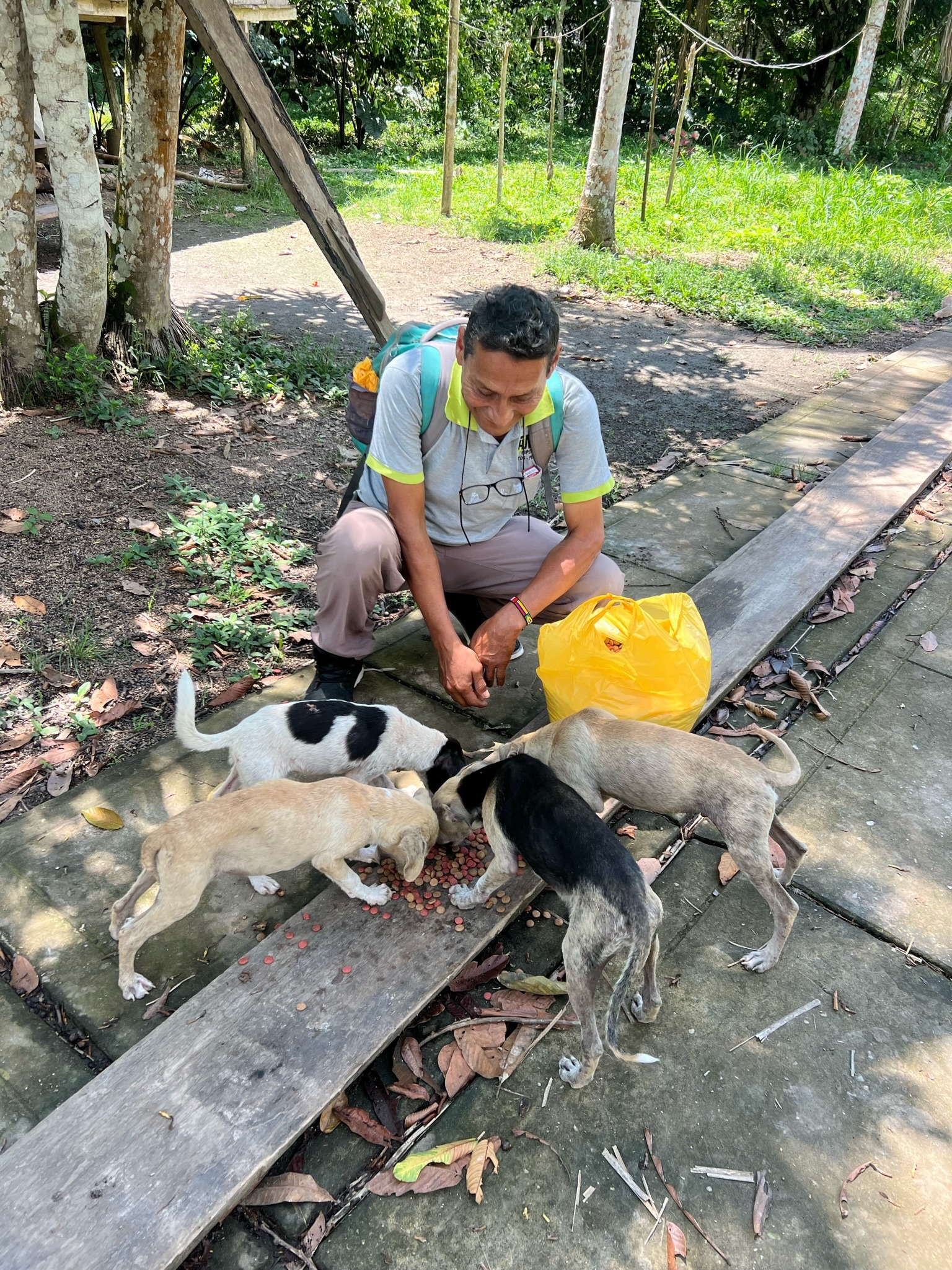 Help save starving and sick dogs of the Amazon jungle campaign photo, 2 of 8