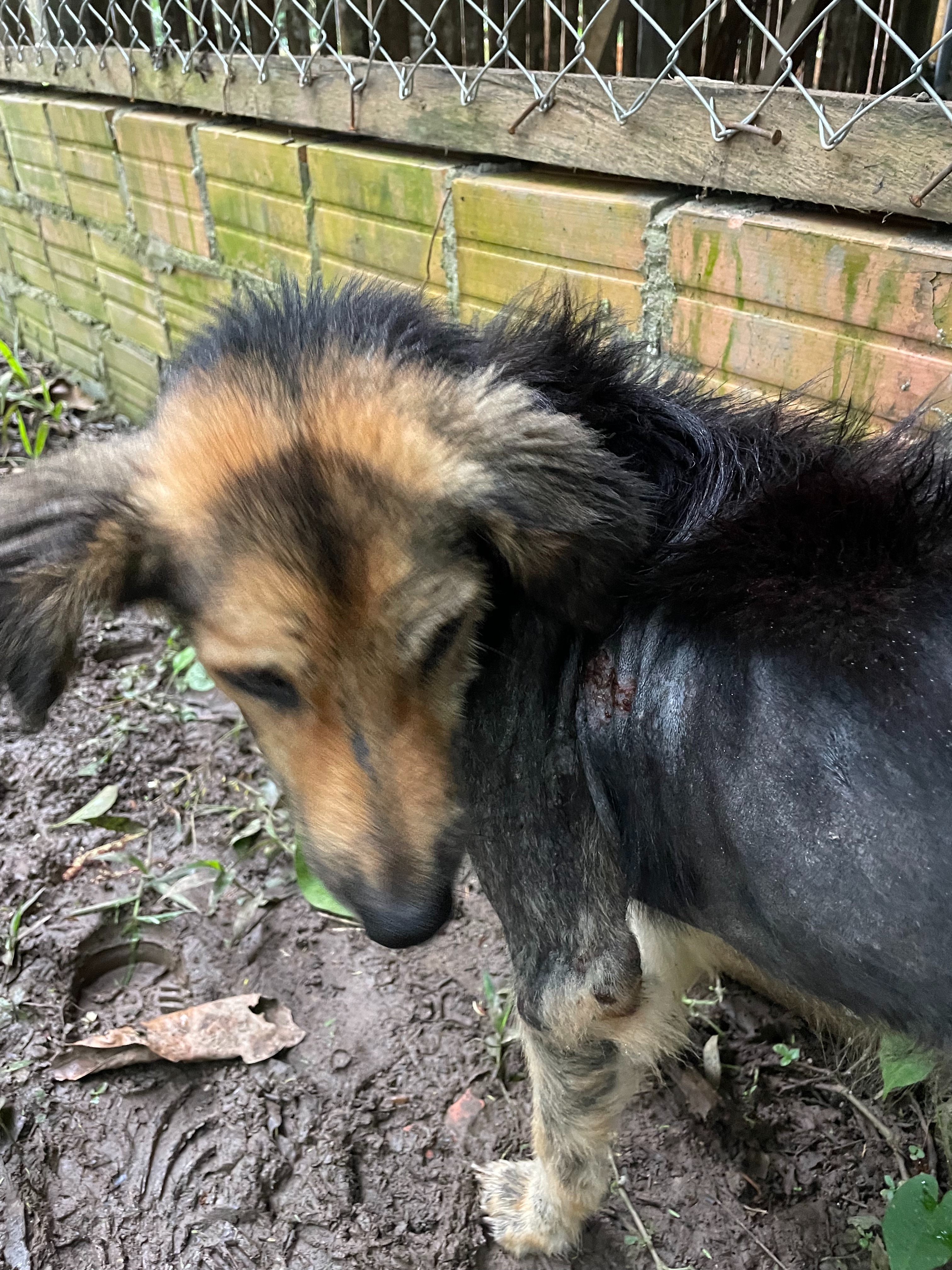 Help save starving and sick dogs of the Amazon jungle campaign photo, 5 of 8