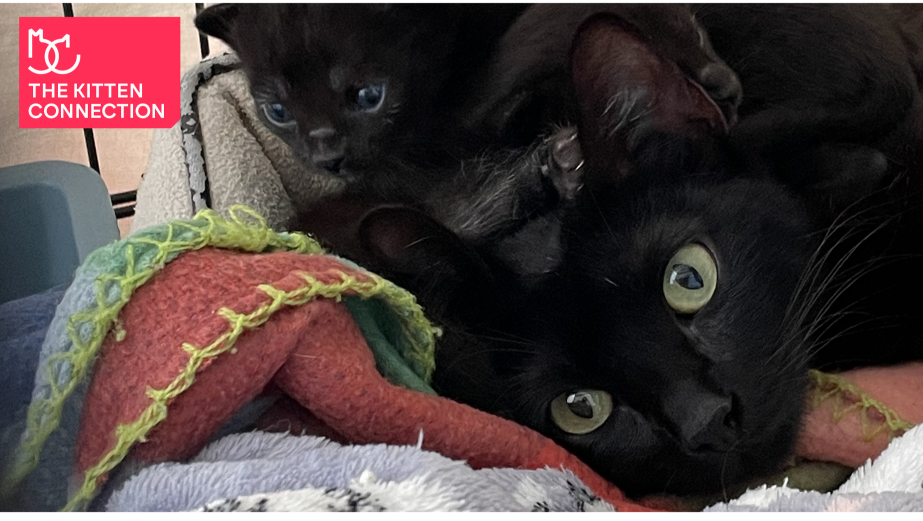 Ebony the kitten's lifesaving surgery pinned link photo