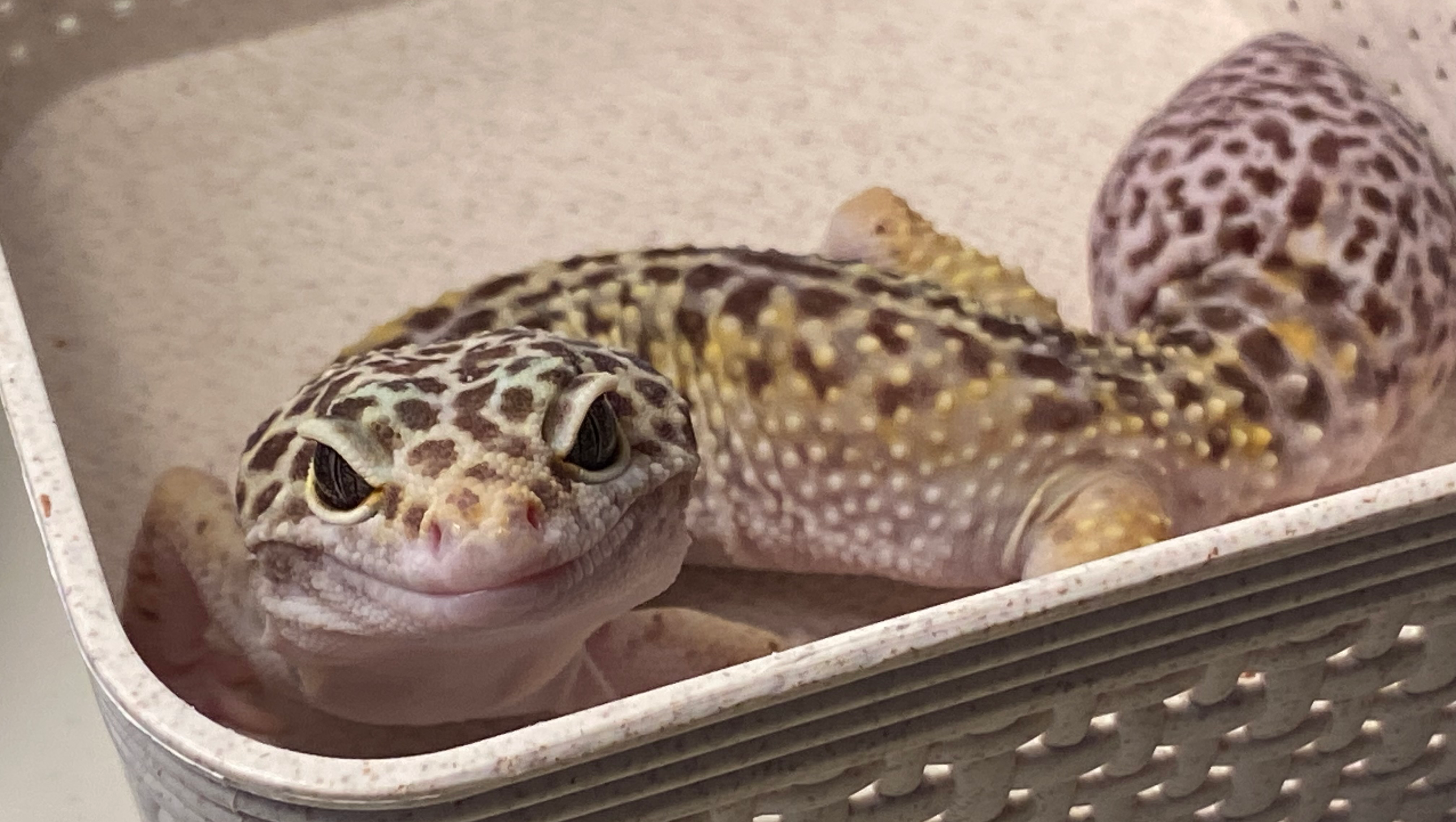 Save Sammy: Our Family Gecko in Need photo