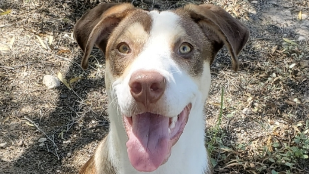 Help Kylo Walk Without Pain Again pinned link photo