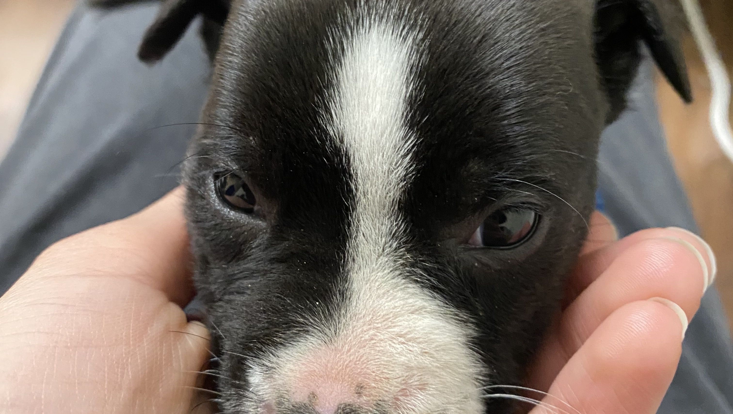 Ashe's Struggle: Homeless with a Puppy photo