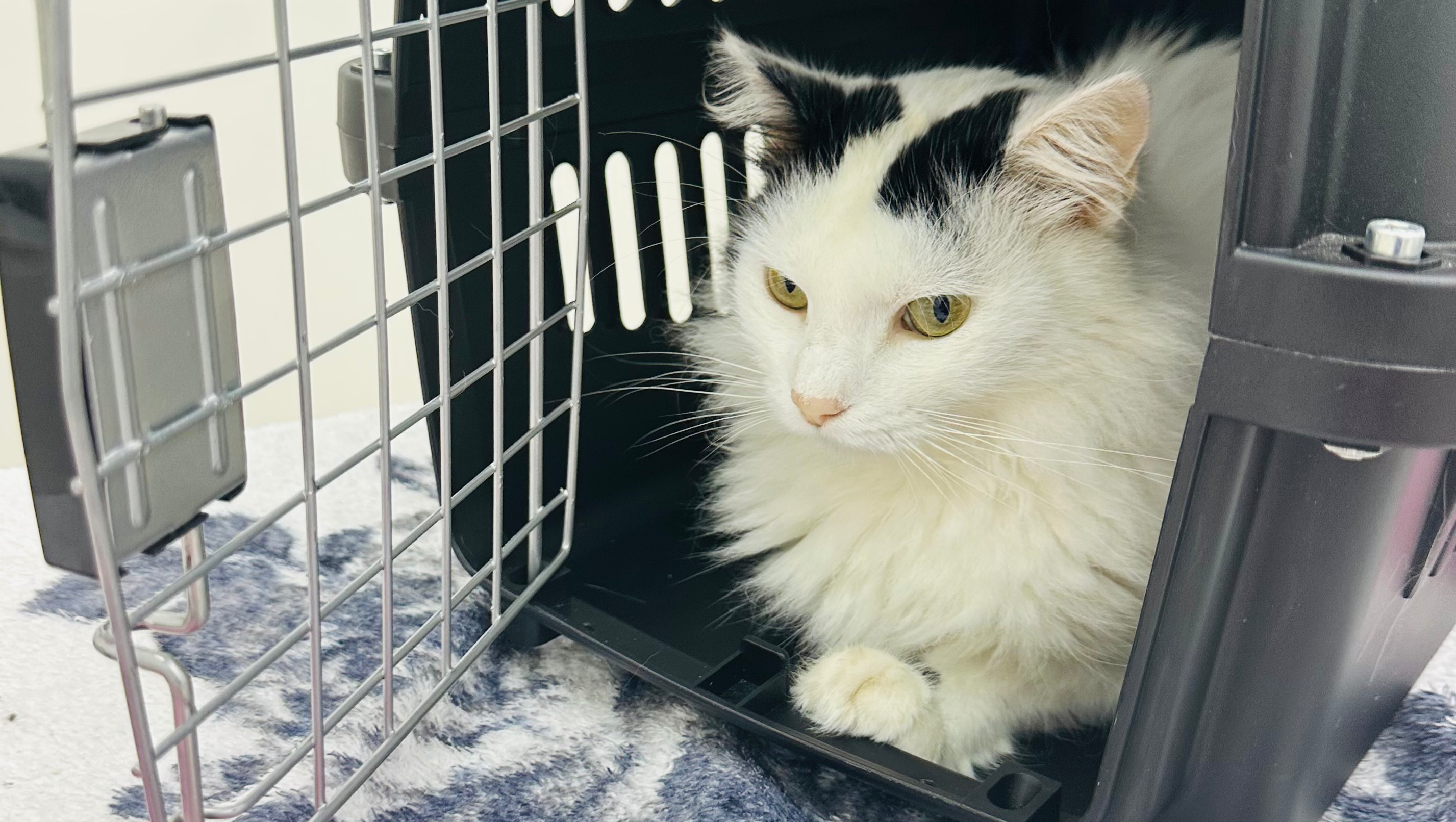 Aid Susana & Sofia: Cirilo Needs You photo