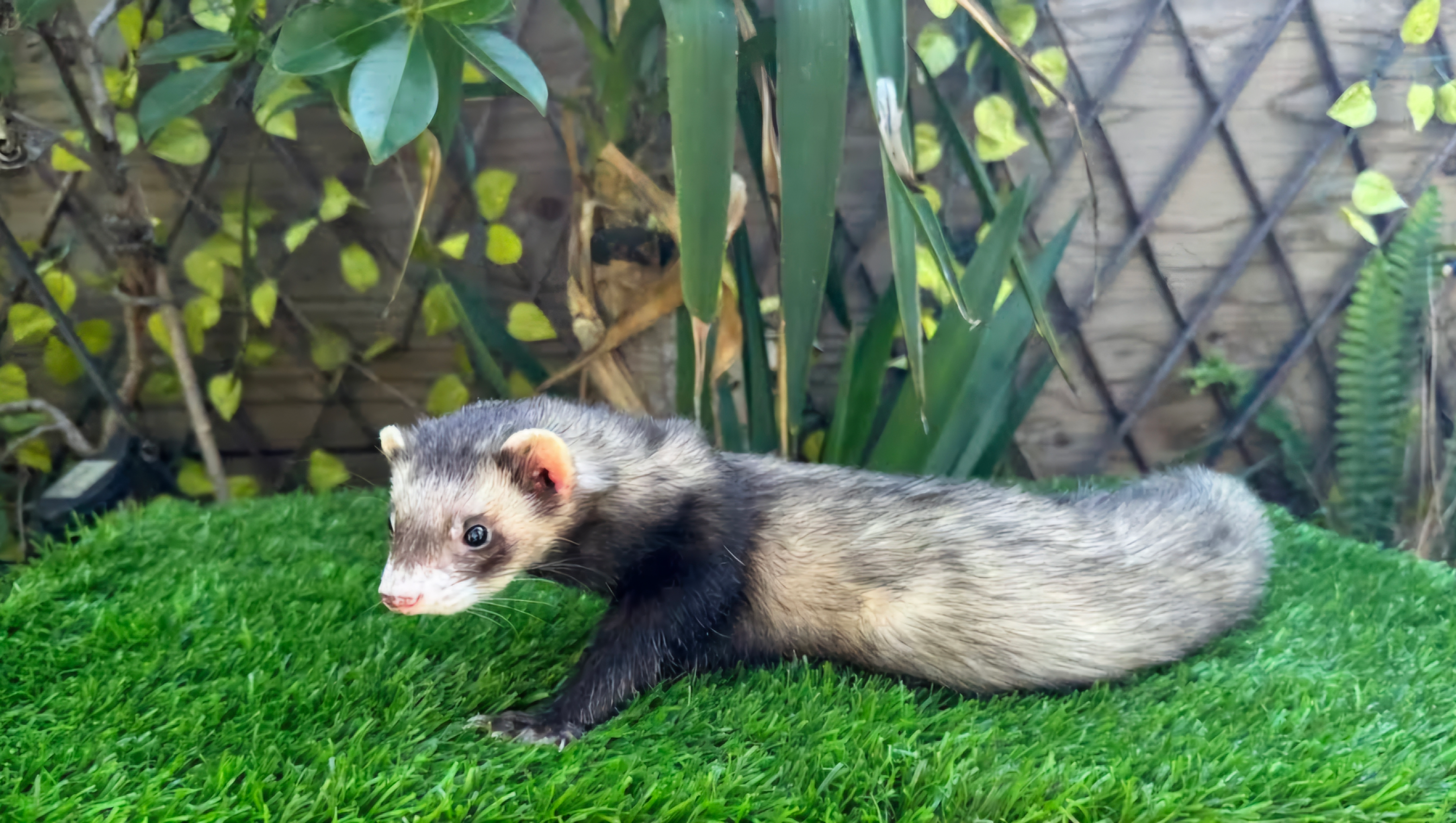 Help Legalize Ferrets in California photo