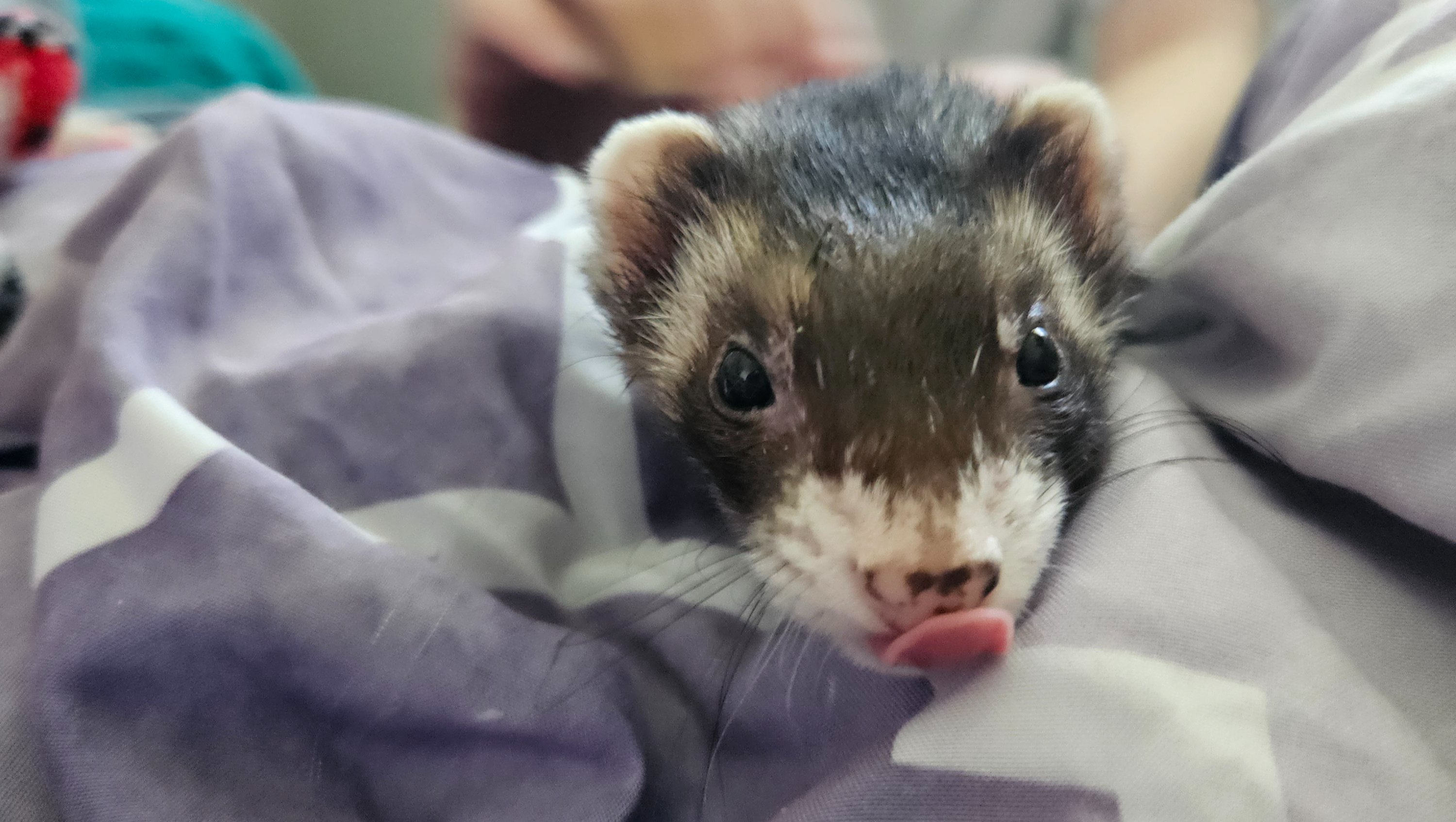 Fundraiser by Angela Swan : Help Evie Get Her Lifesaving Pacemaker