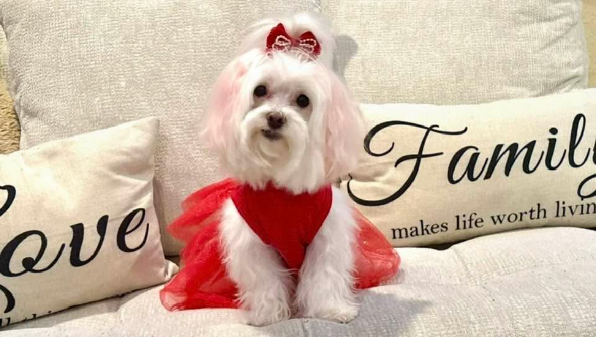 Support Mia’s Journey to Walk Again photo
