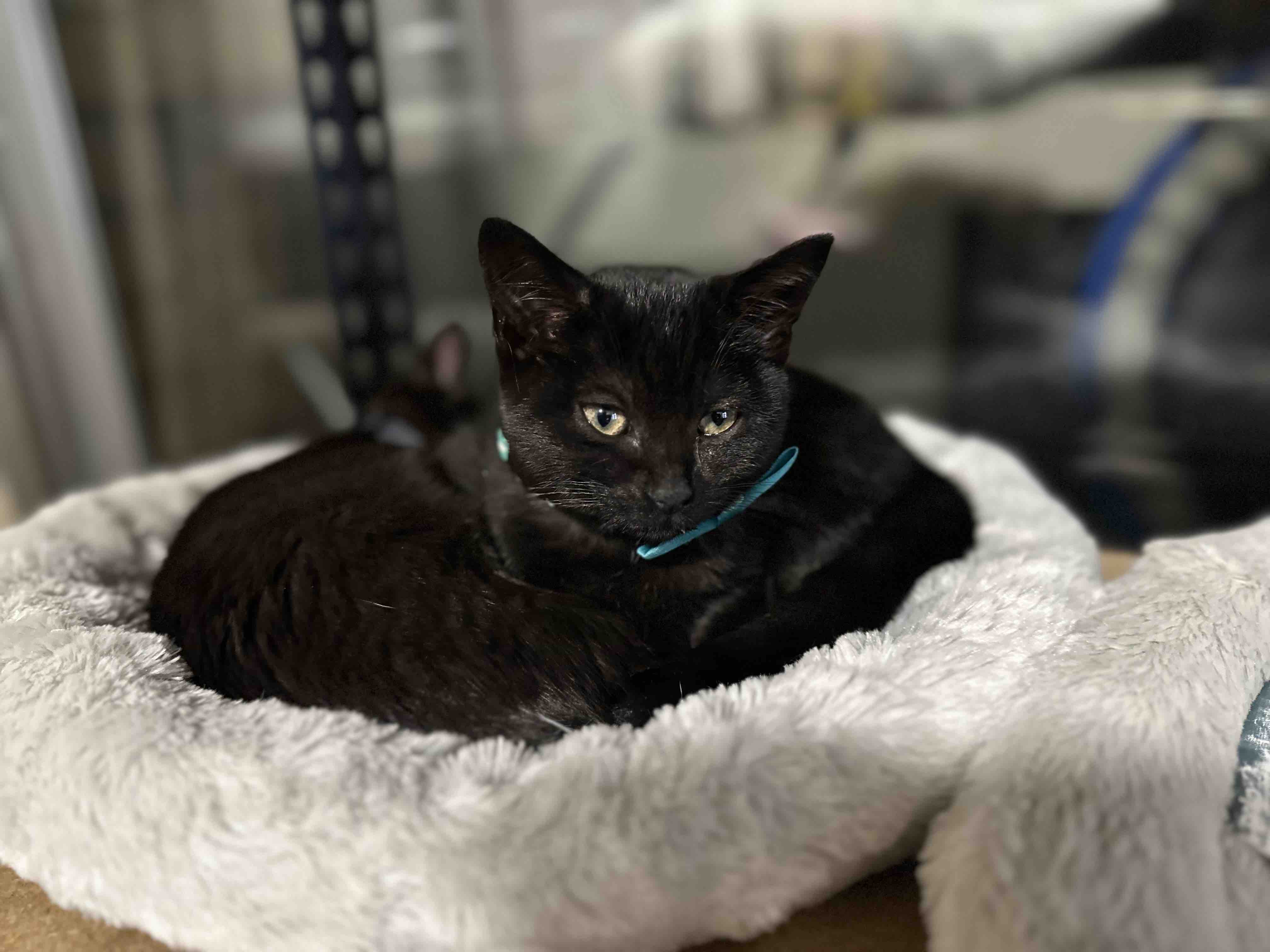 Ash’s Kitten Haven Rescue and Rehoming campaign photo, 5 of 8