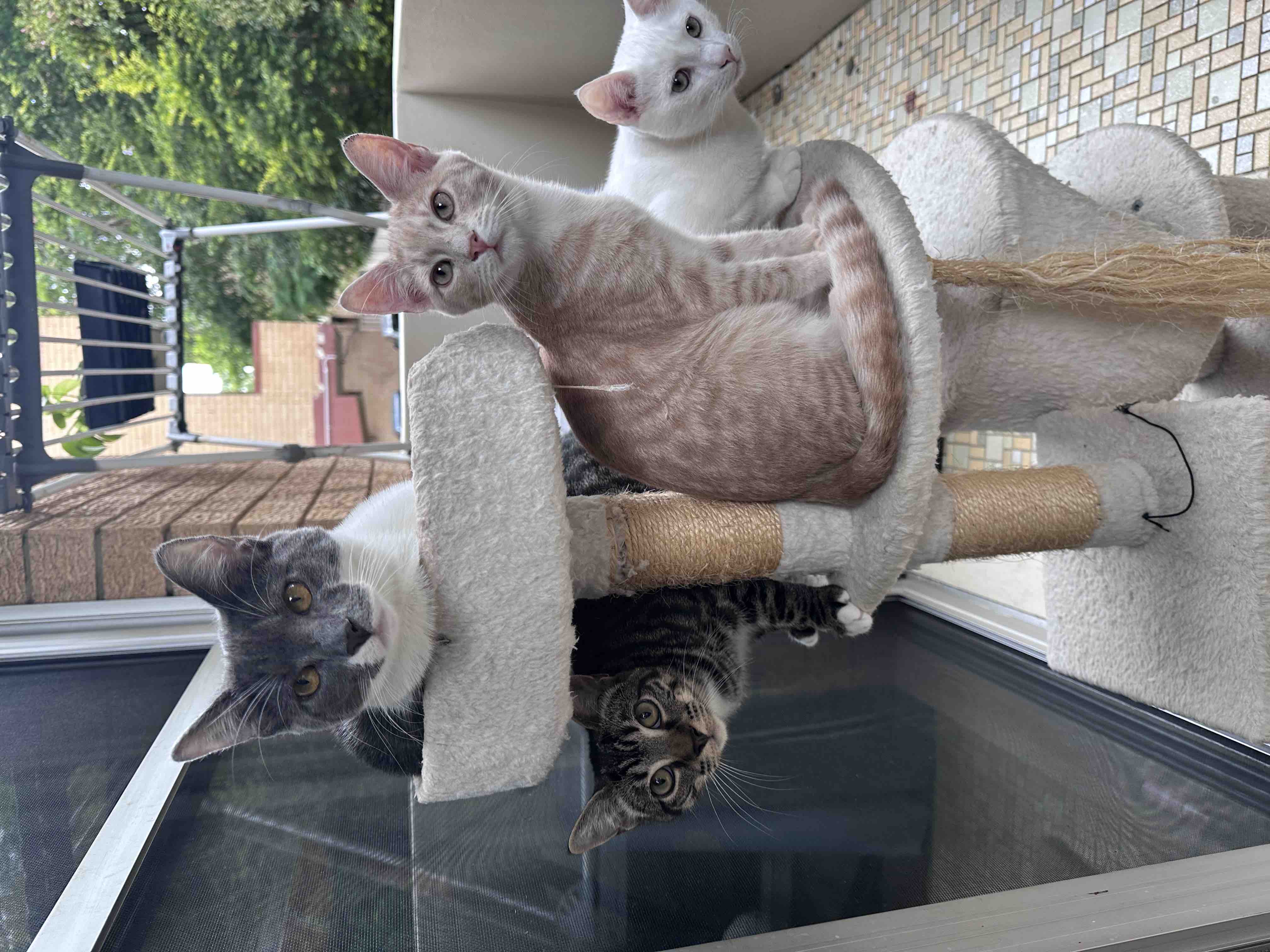 Ash’s Kitten Haven Rescue and Rehoming campaign photo, 6 of 8
