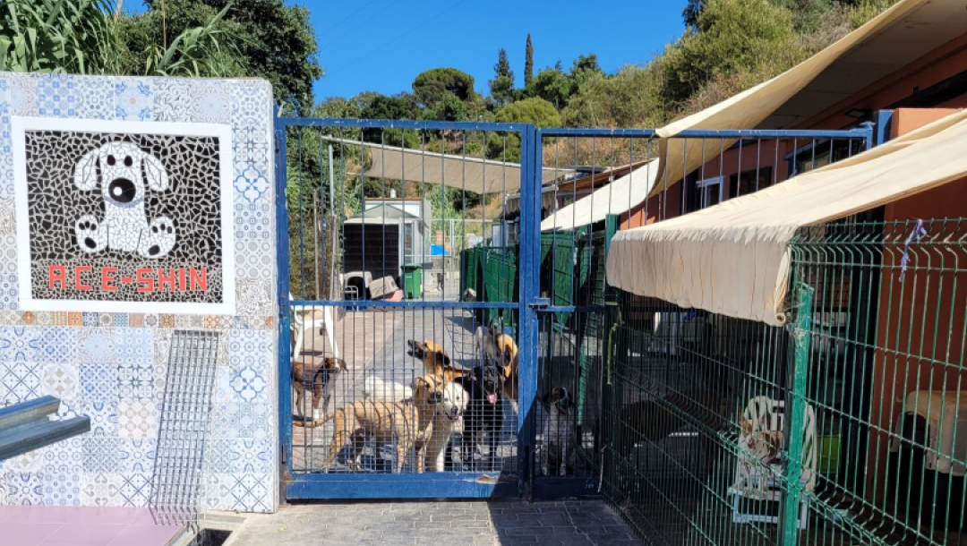 Help ACE (Animal Care España) save more lives! photo