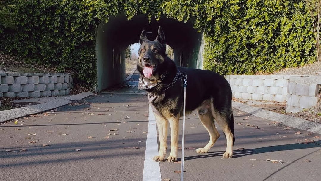 Fundraiser by Jessica Ruelas : Hunter's Journey: Overcoming a Snake Bite