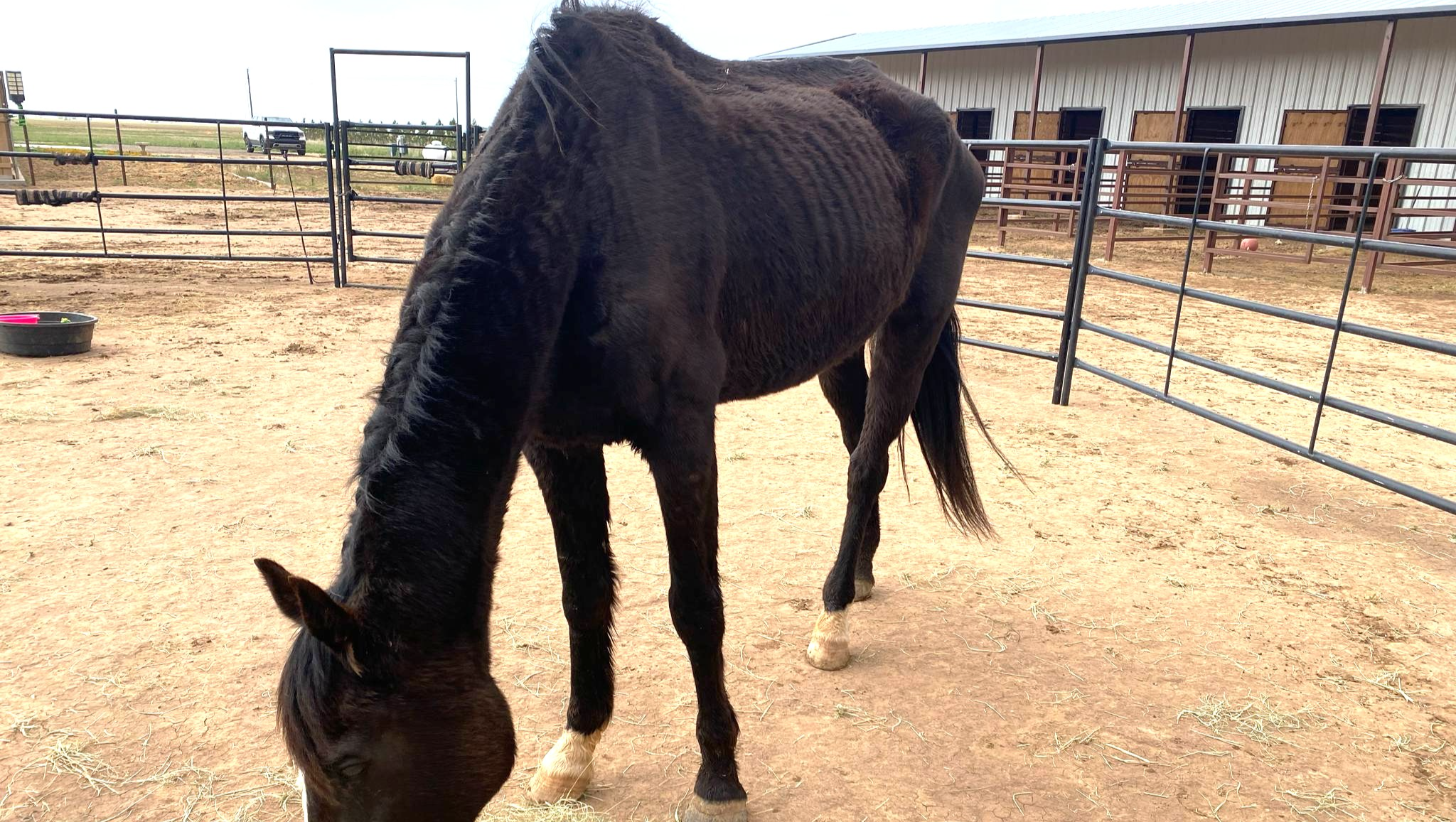 Help Opal Heal: A Second Chance for a Sweet Soul photo